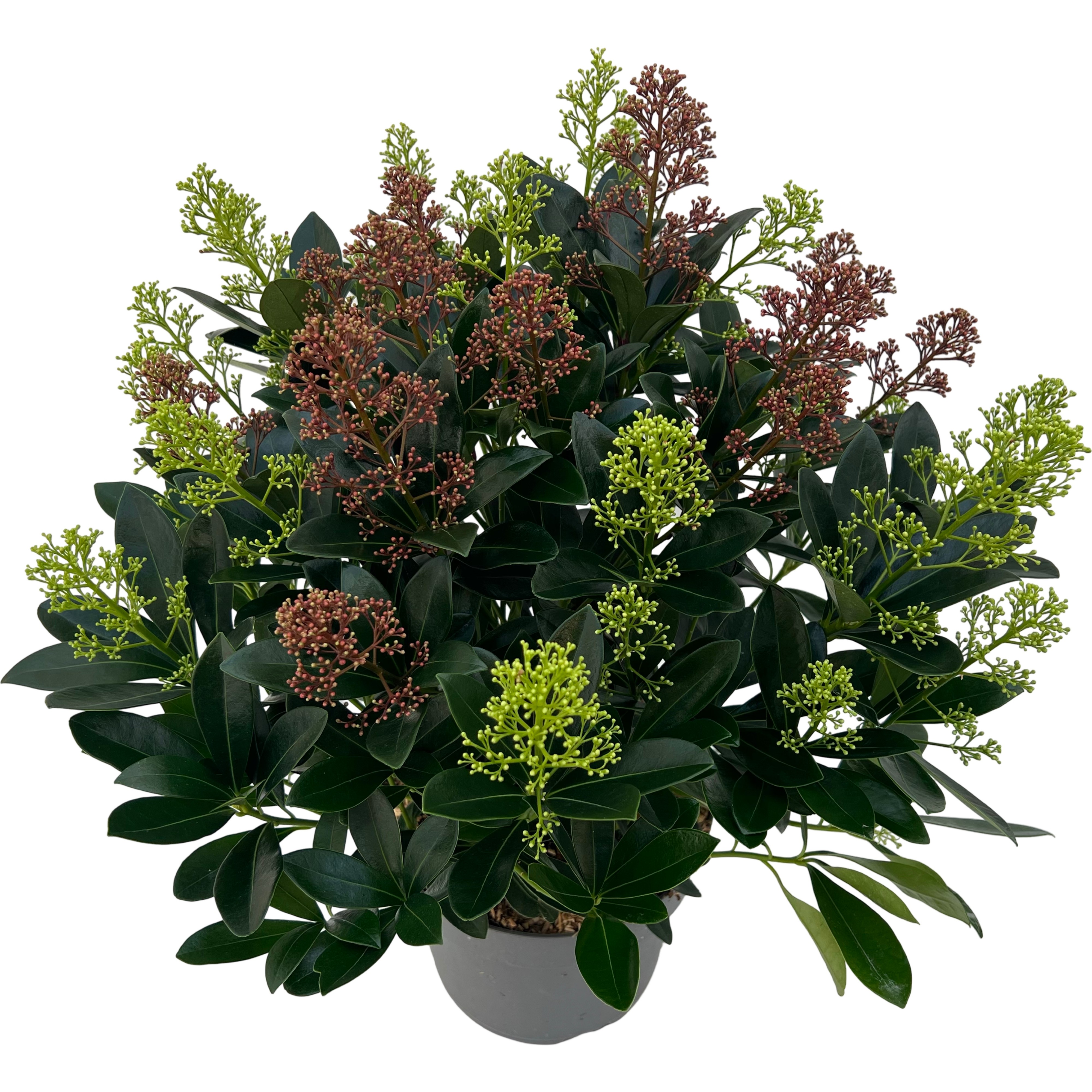 Picture of Skimmia jap. Carnaval sense P23 (5 Ltr)