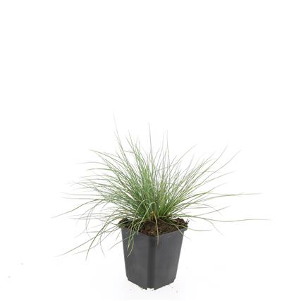 Picture of Festuca glauca Elijah Blue P9