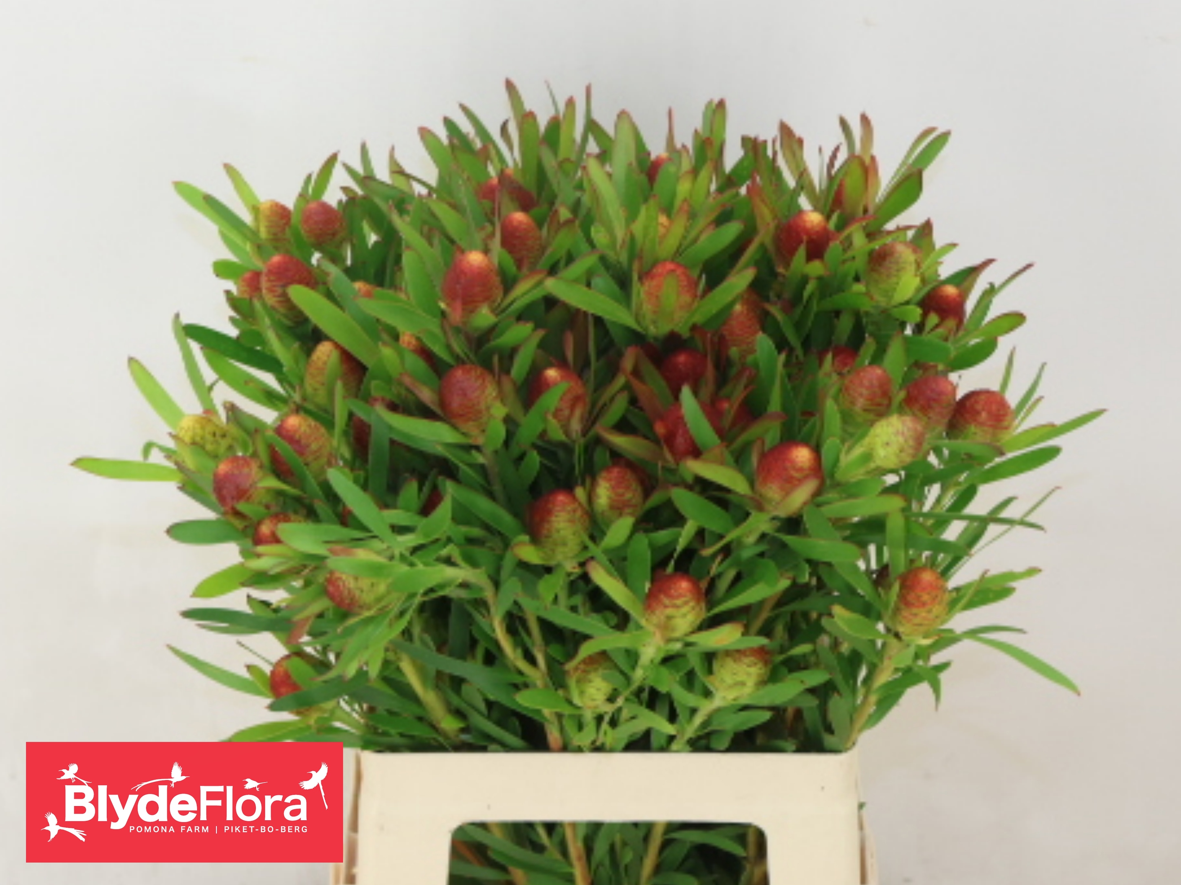 Leucad Ayoba Ch Pear 60cm