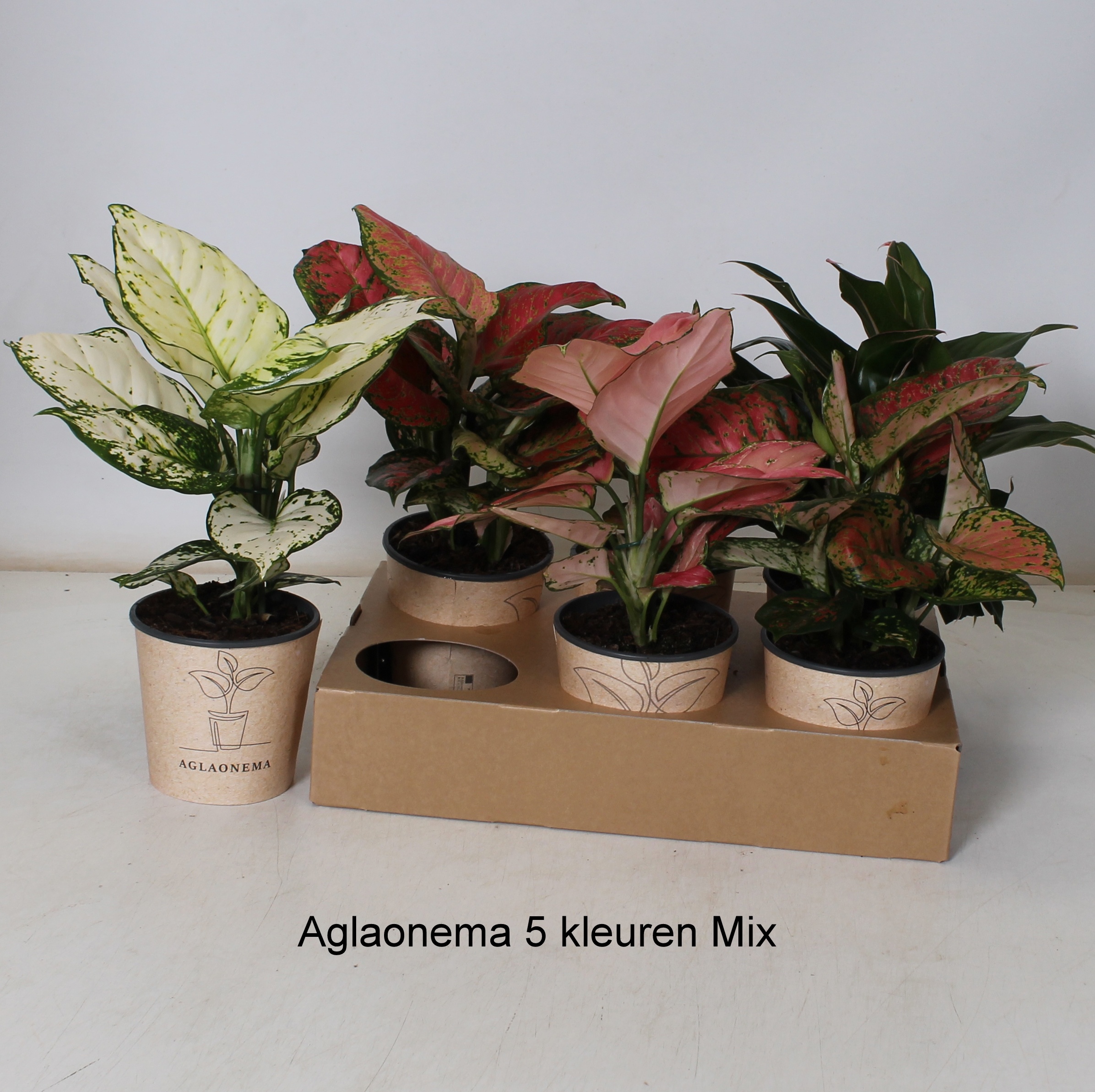 Aglaonema gemengd - Aglaonema