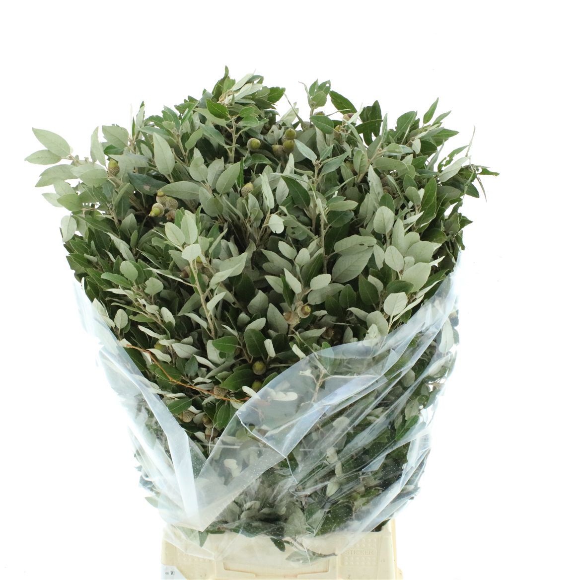 Quercus Ilex 50cm 250gram