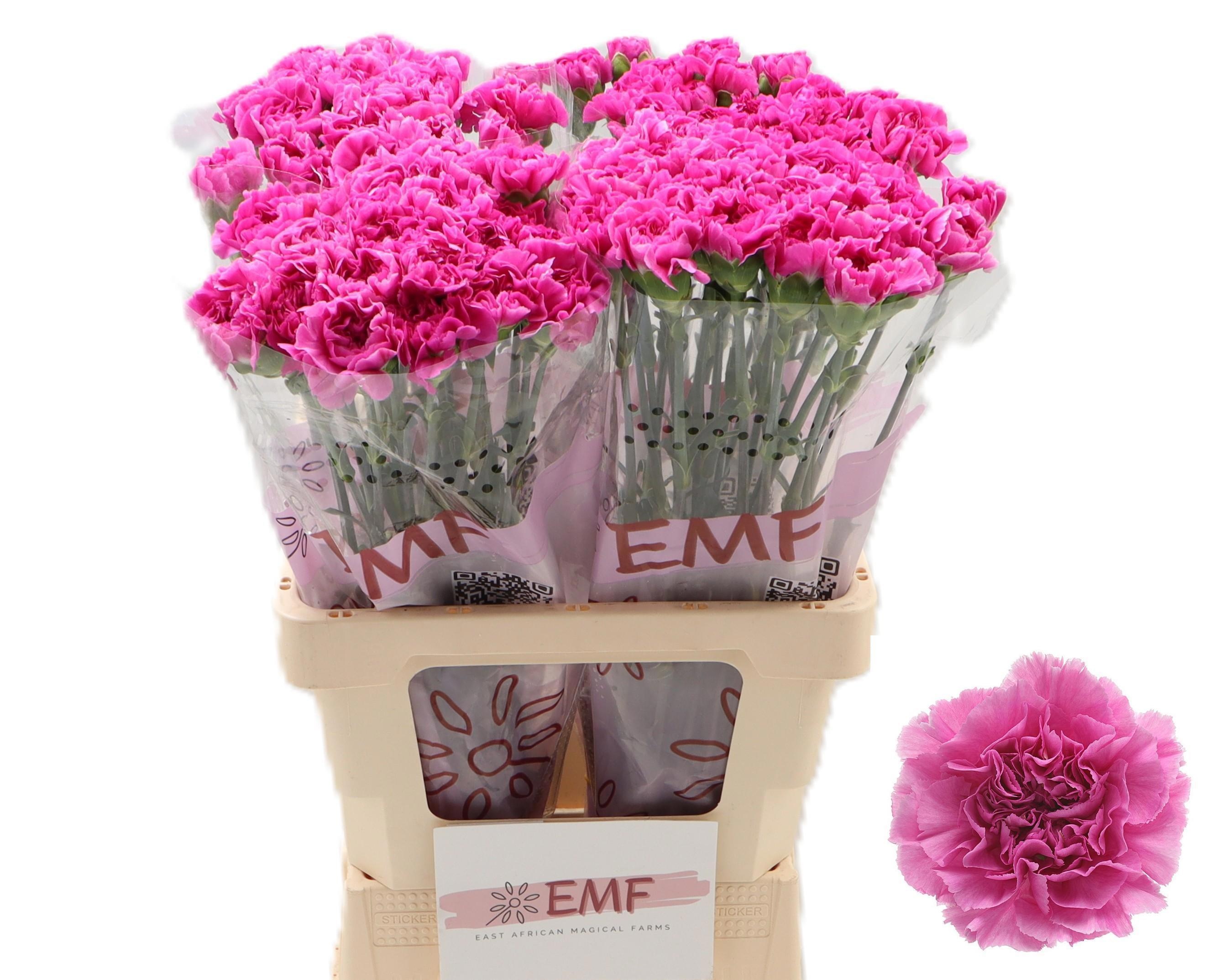 Dianthus St Farida 60cm