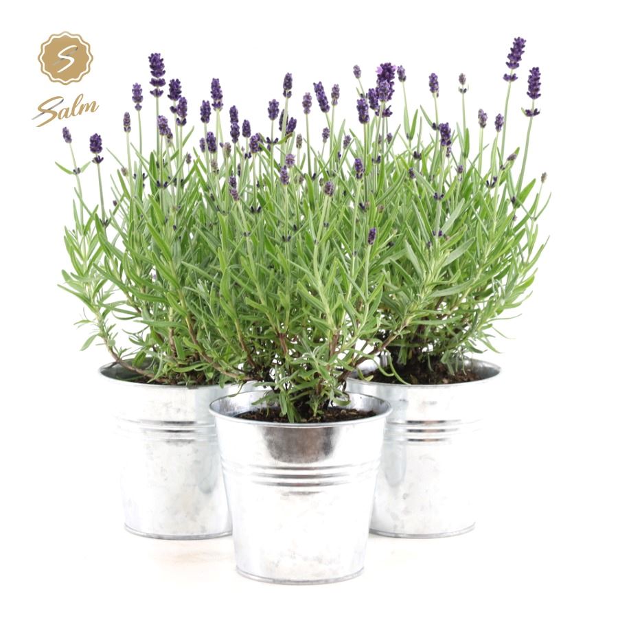 Picture of Lavandula ang. 'Felice'® Collection P10,5 in Zinc Old-Look