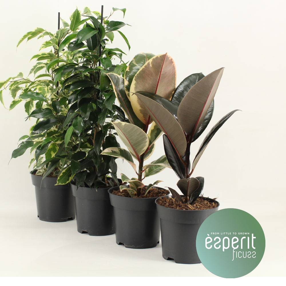 Picture of Ficus Ficuss varieties P14 40CM