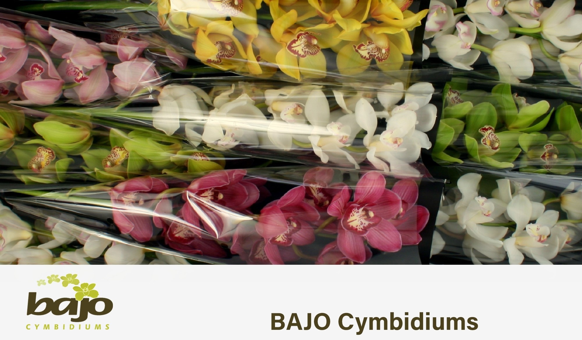 Cymbidium Asst 9bl