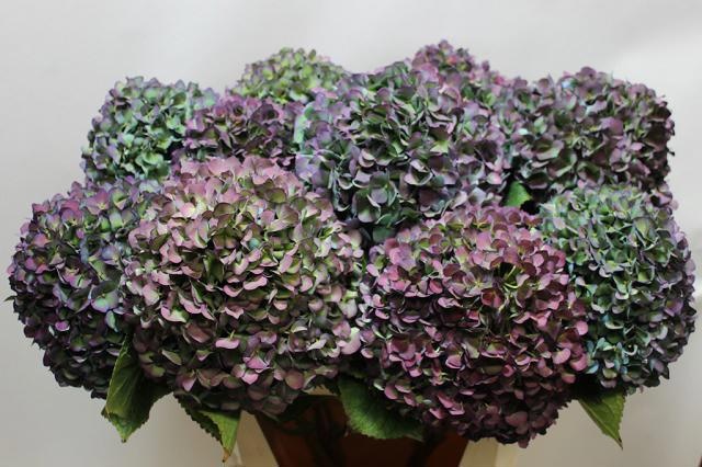 Hydrangea Pimpernel Classic 80cm 22Ø