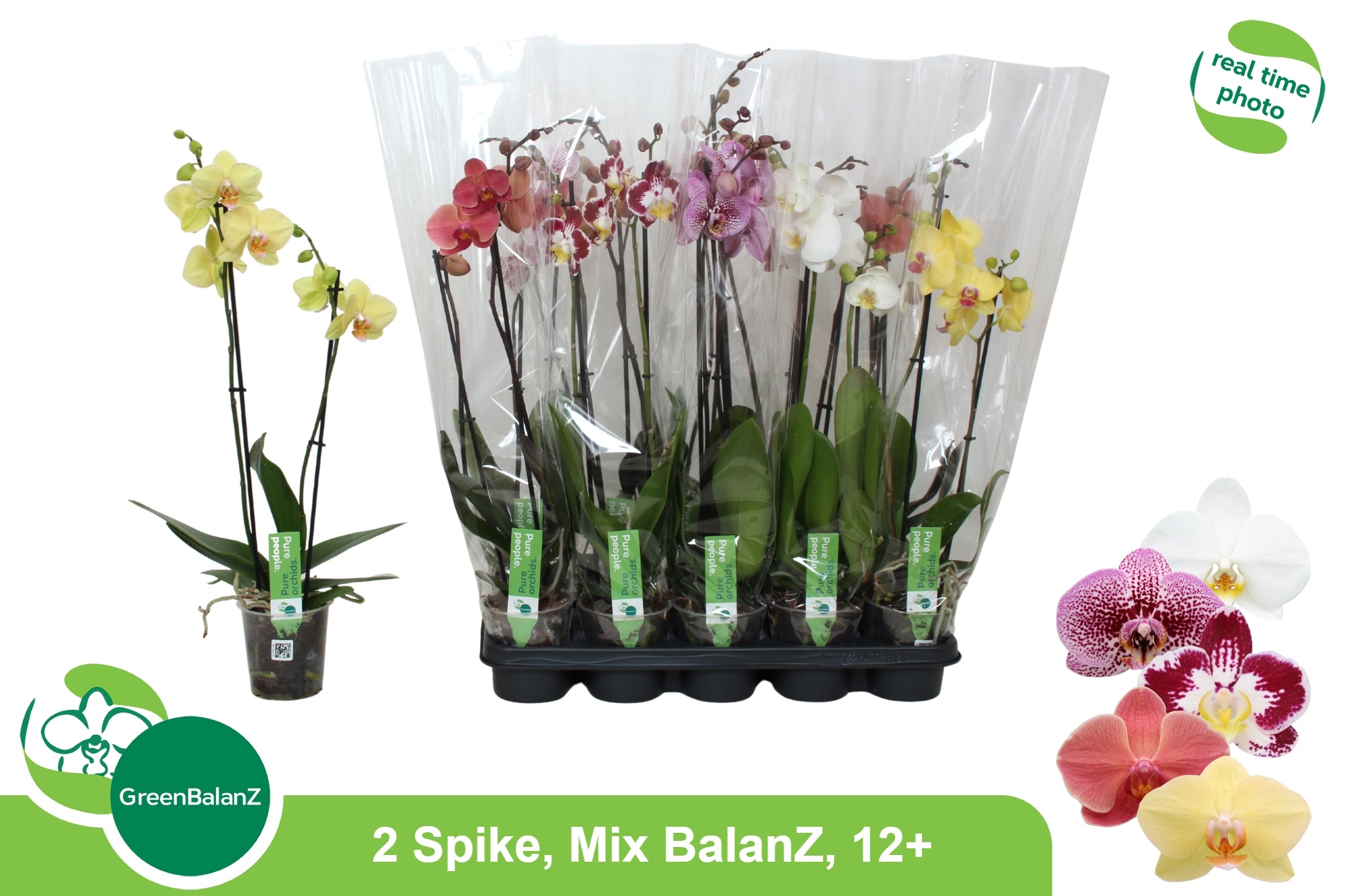 Phal Gem 5 Kl 12P 65H 2TAK 12bloem 23bloei