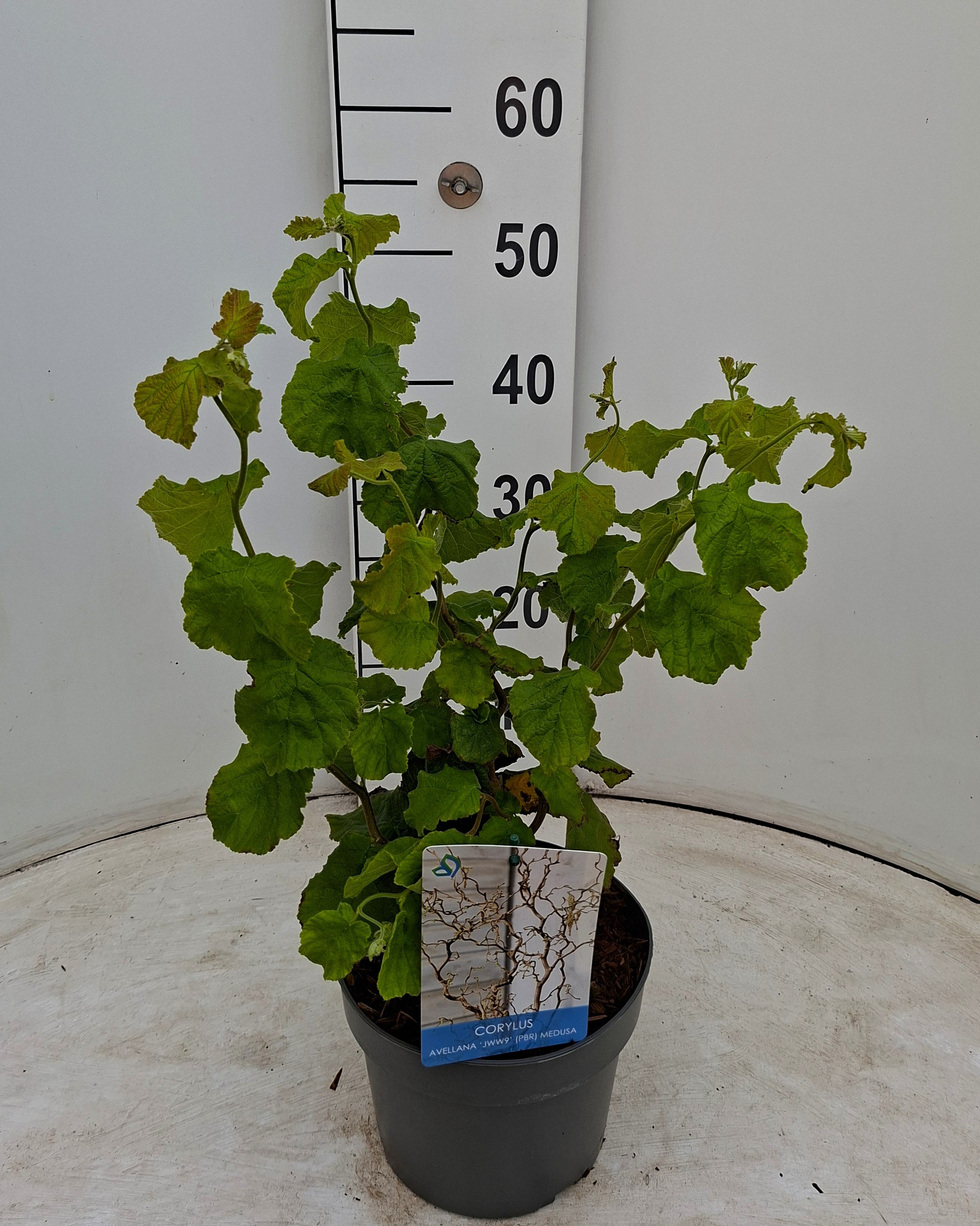 Corylus a. Medusa ('JWW9')