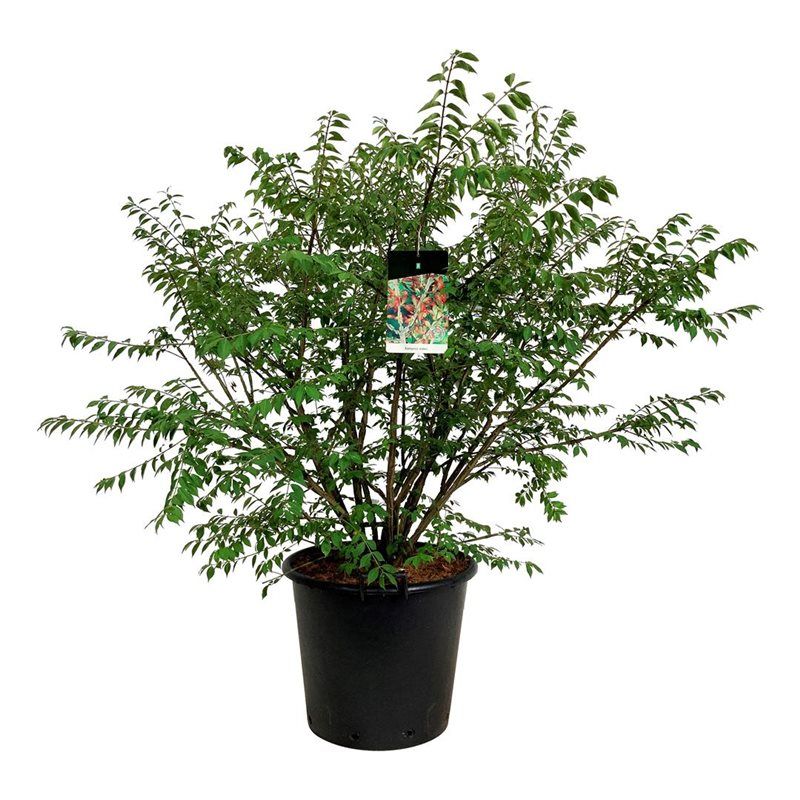 Euonymus alatus