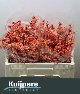 Ilex Winter Gold 50cm