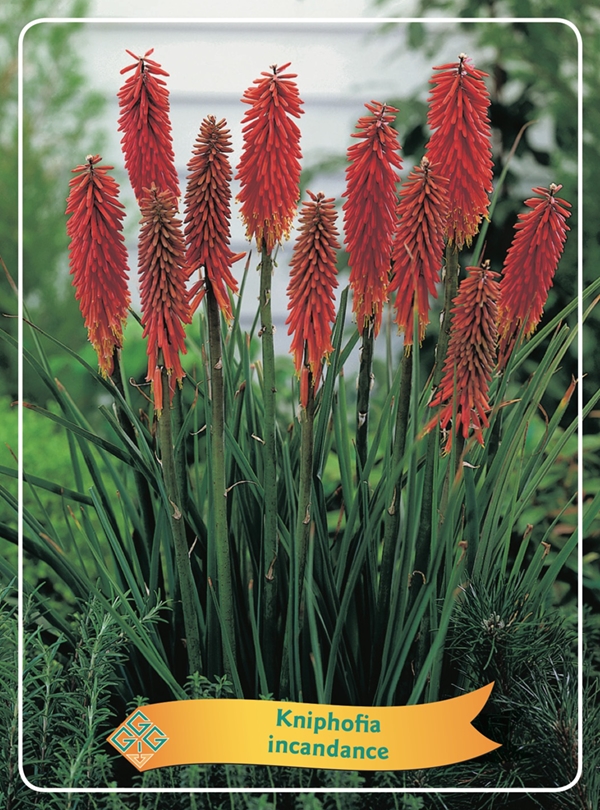 Picture of Kniphofia Mix 6x10 srt. per shelve P11