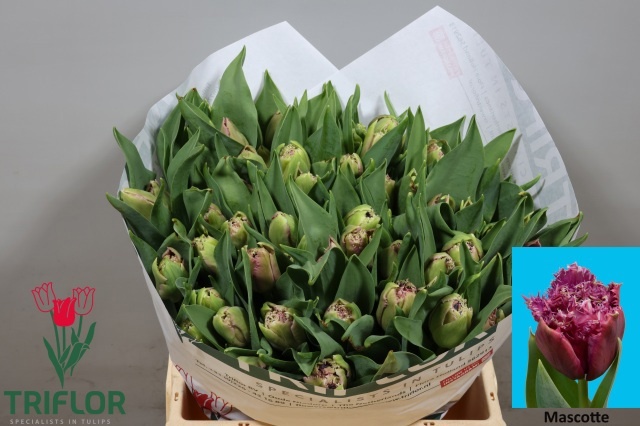 Tulipa Frilled Mascotte 38cm 38gram