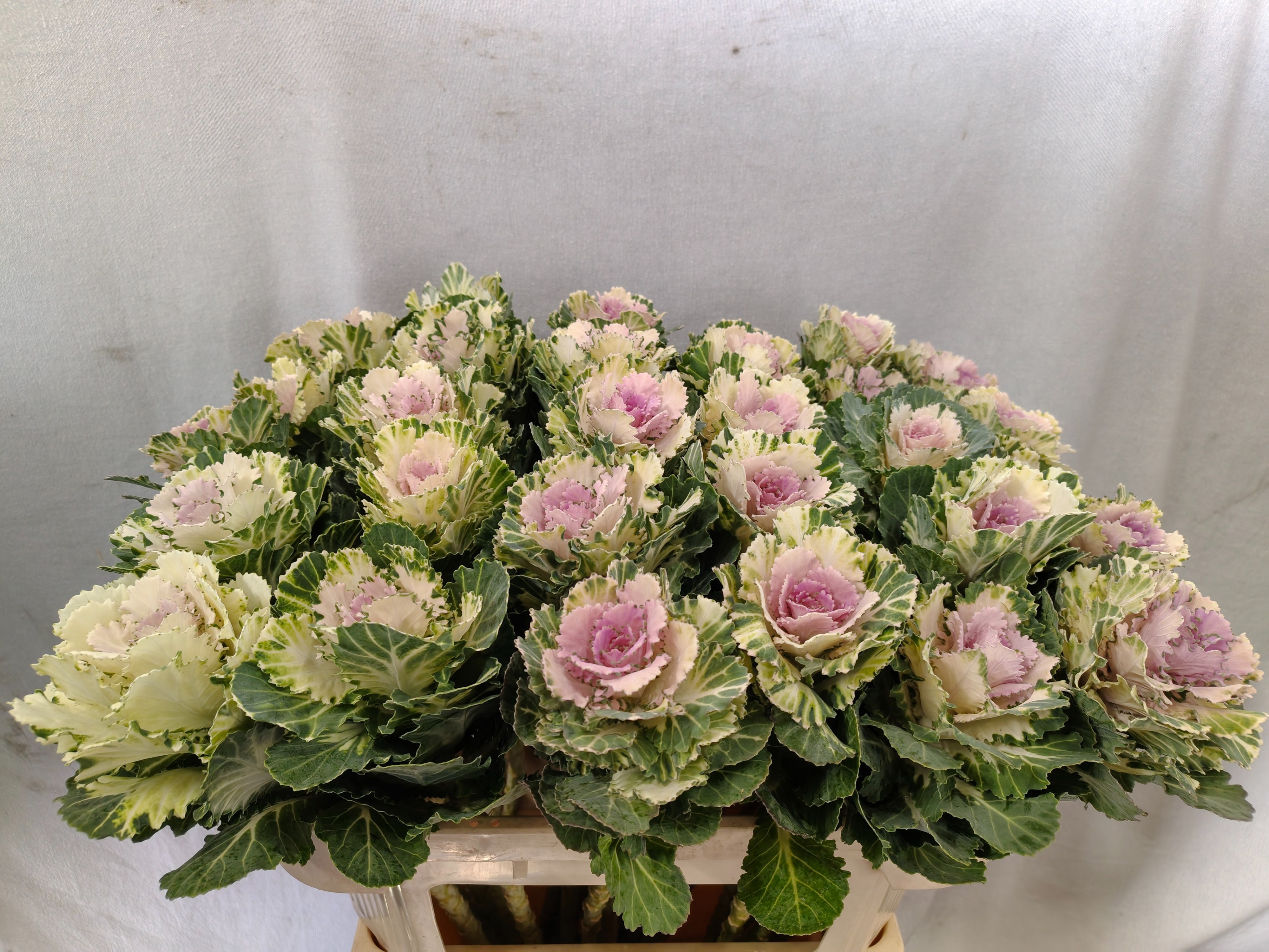 Brassica Akilina 70cm
