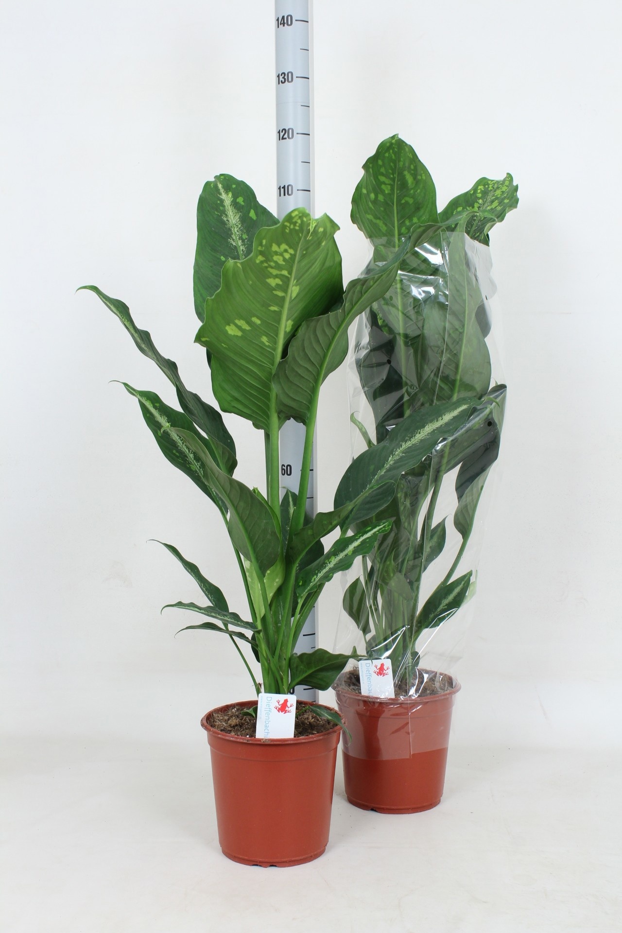 Dieff Galaxy 24Ø 110cm