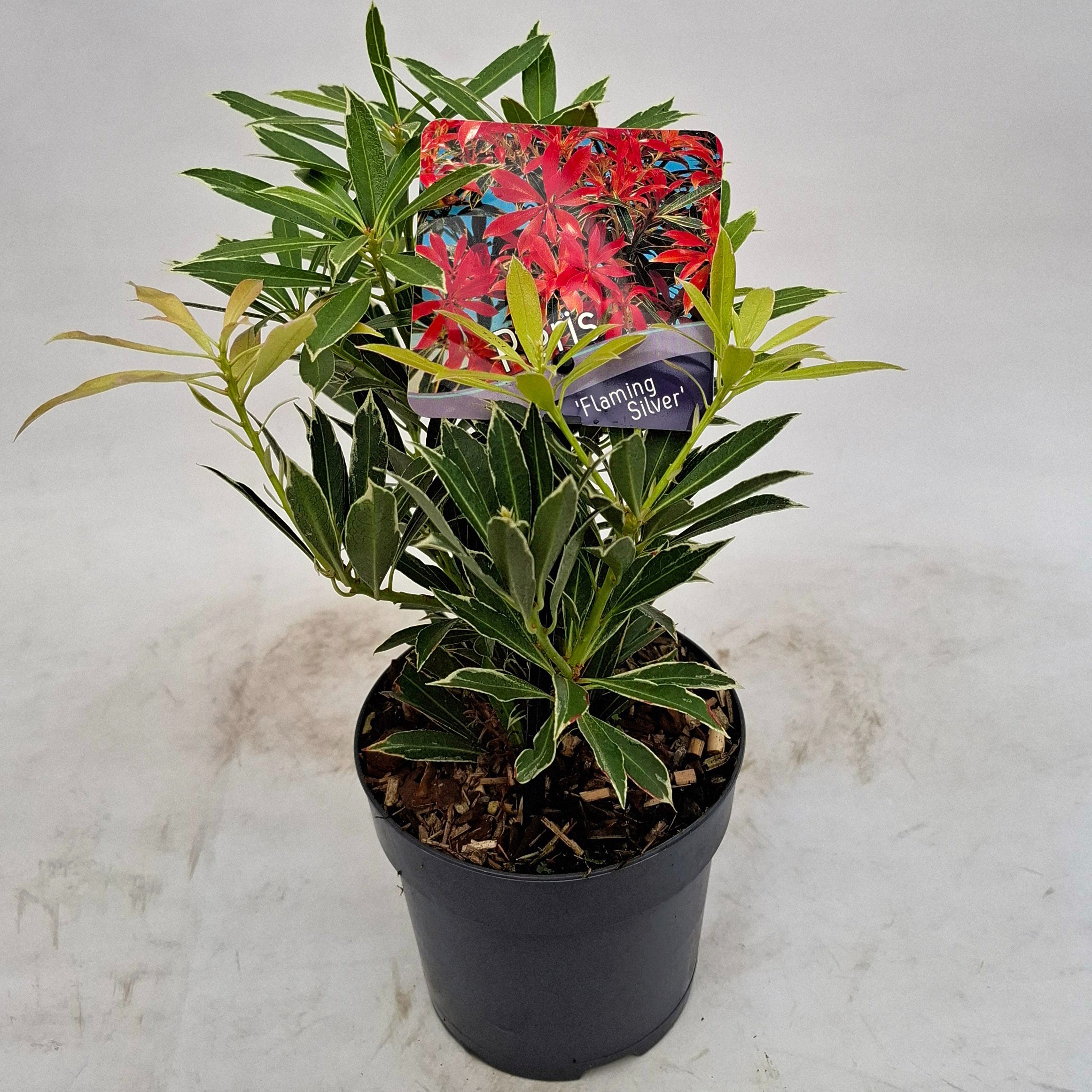 Picture of Pieris 'Flaming Silver'