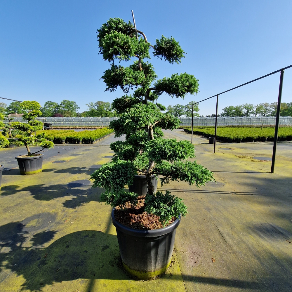 Picture of Juniperus media Blue Carpet C80 BONSAI-120/140