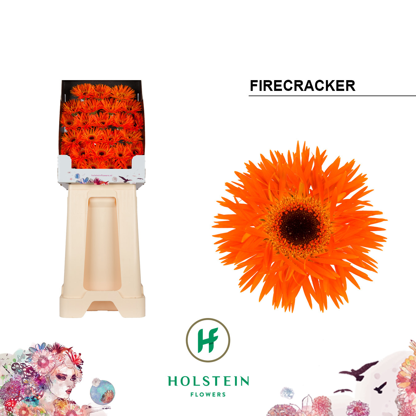 Ge Mi Firecracker