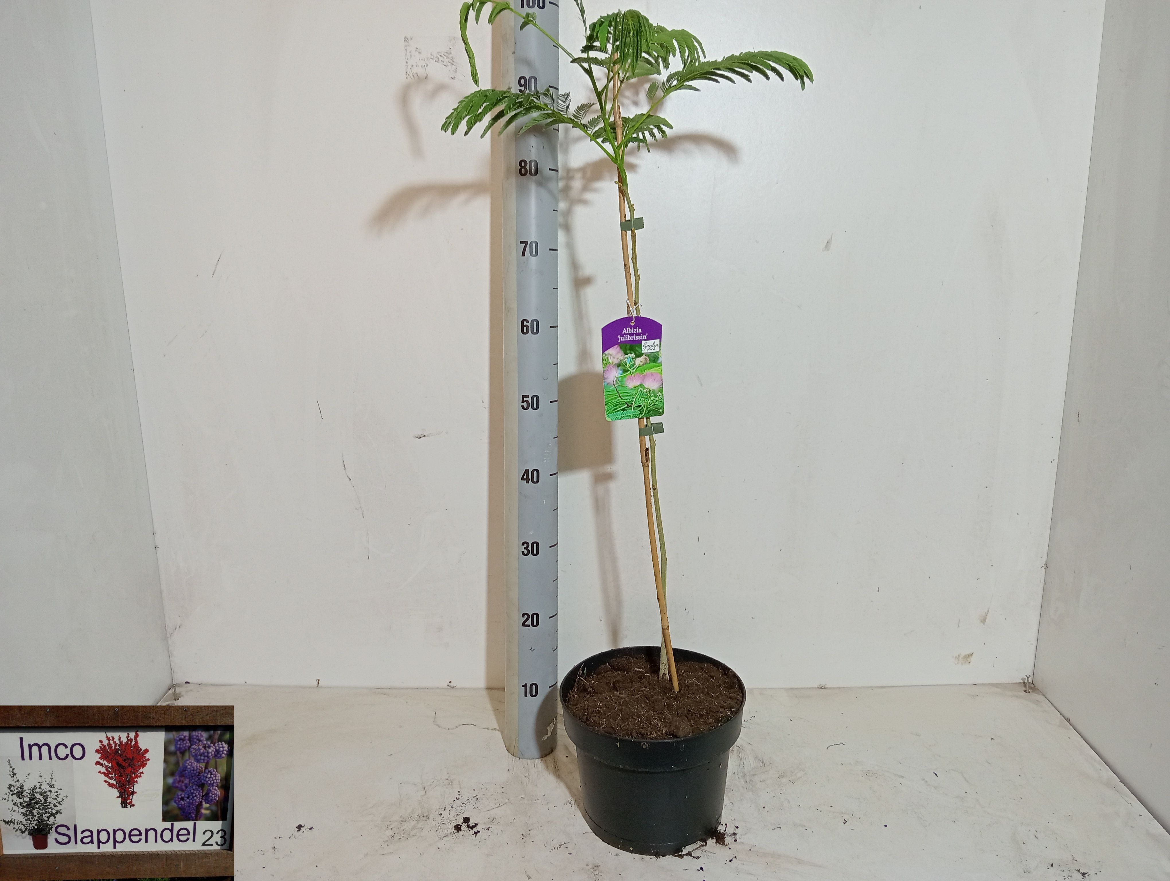 Albizia julibrissin - Overige bomen