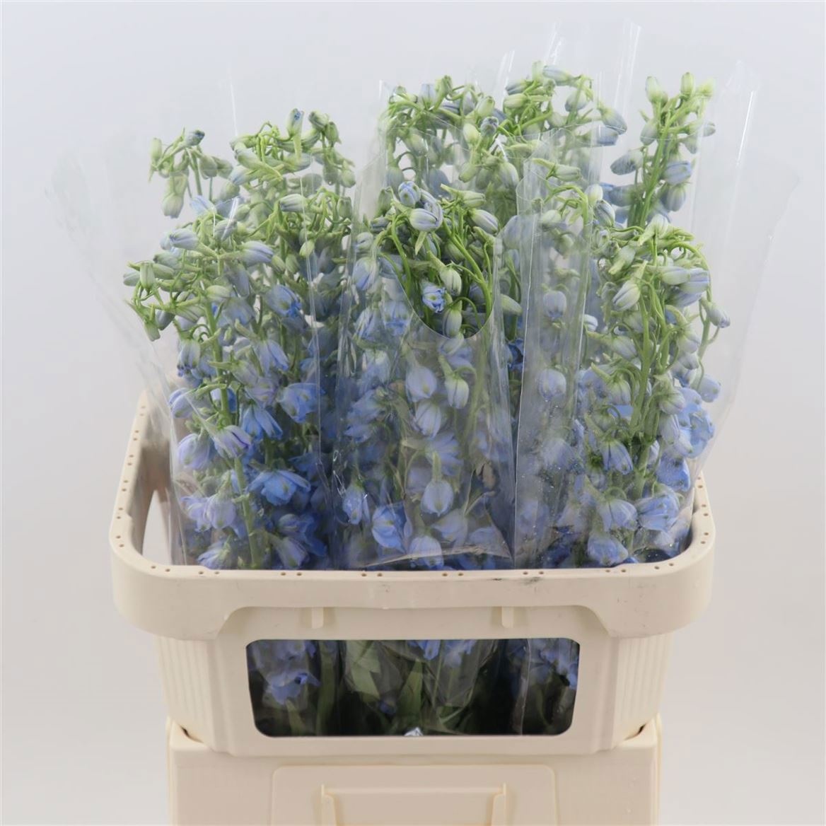 Delphinium Sky Waltz 90cm