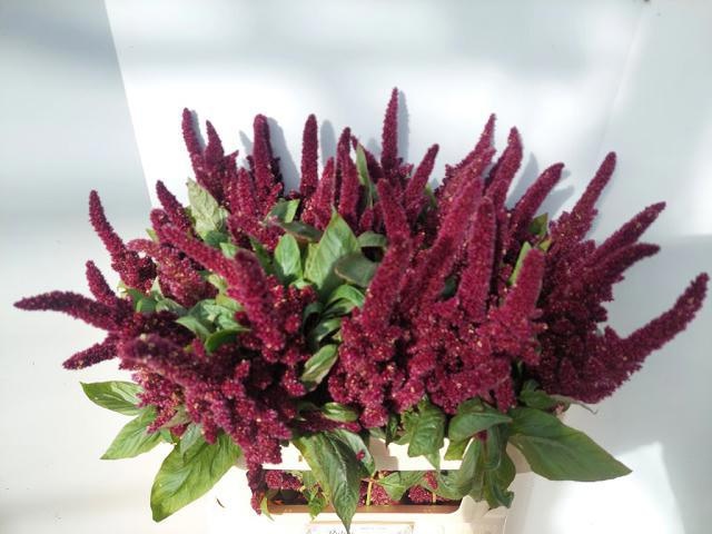 Amaranthus Upright Pygmy Torch 70cm