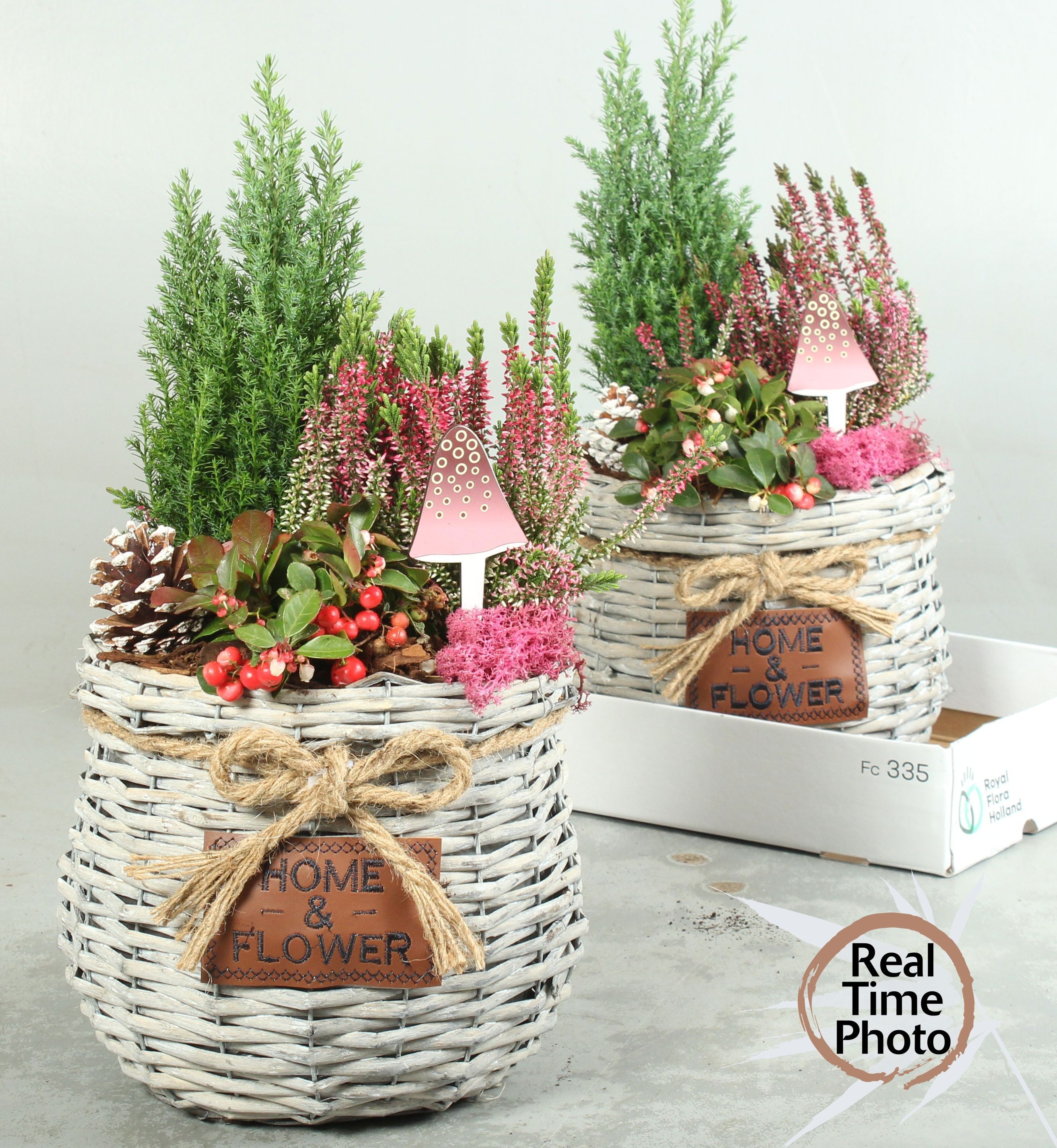 Arrangement Garden Plants 25Ø 35cm