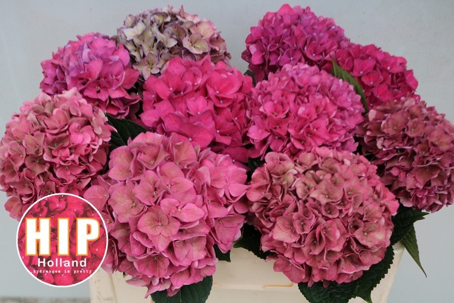 Hydrangea Rodeo Classic Pink 50cm 18Ø