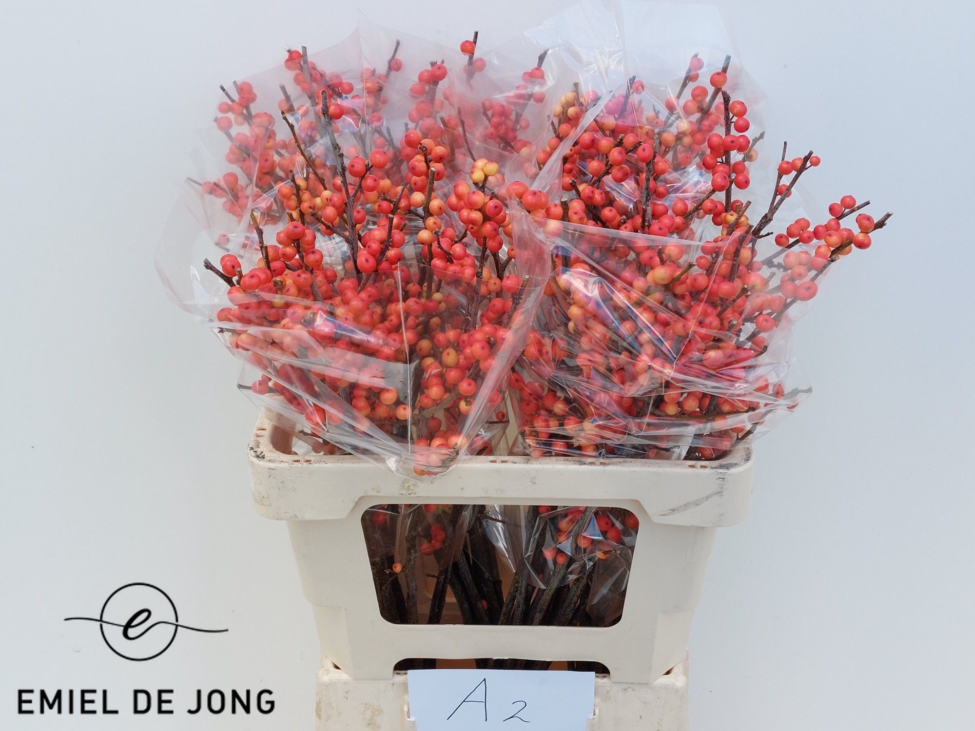 Ilex Oudijks Orange 60cm