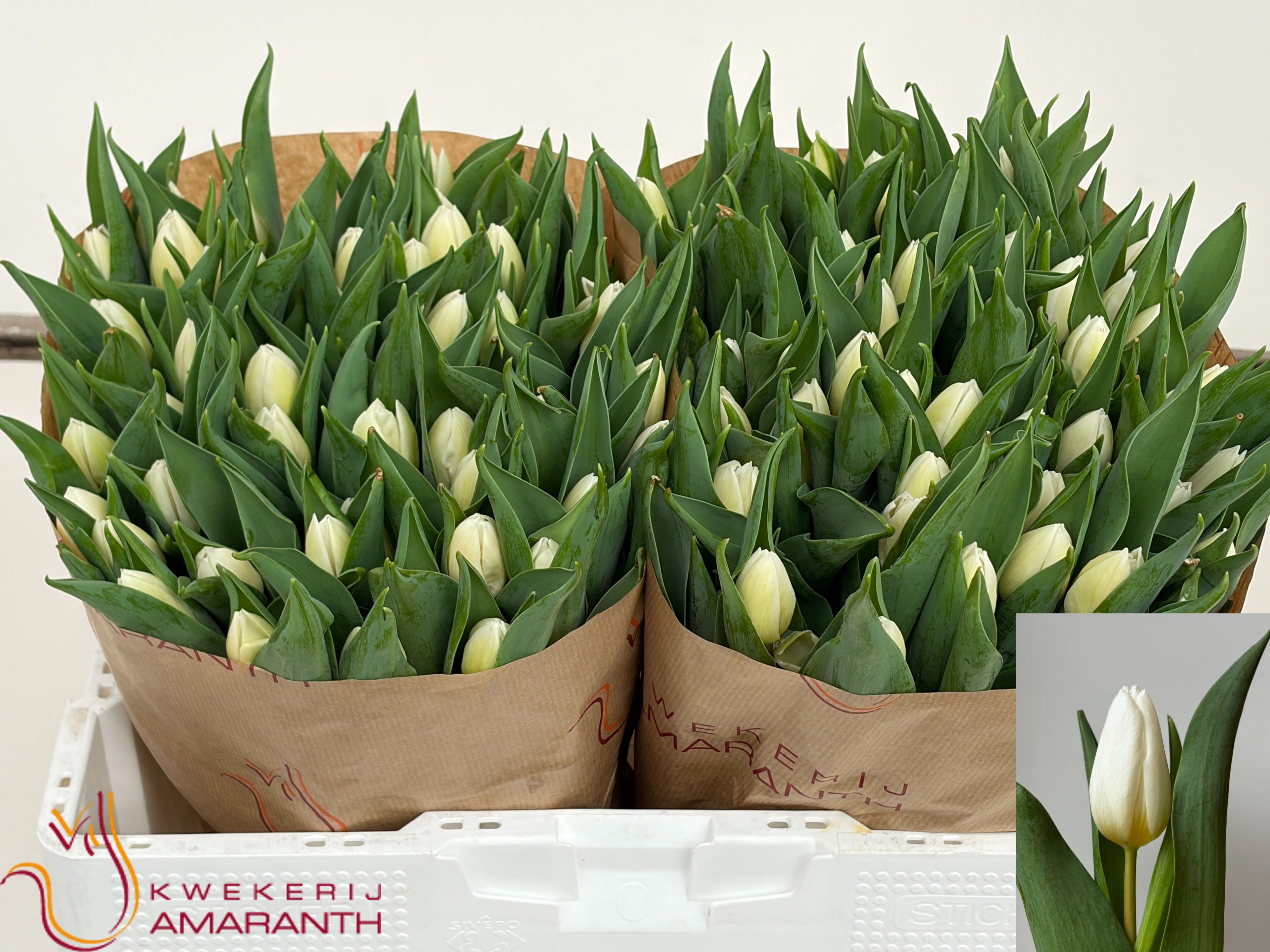 Tulipa White Prince 34cm 28gram