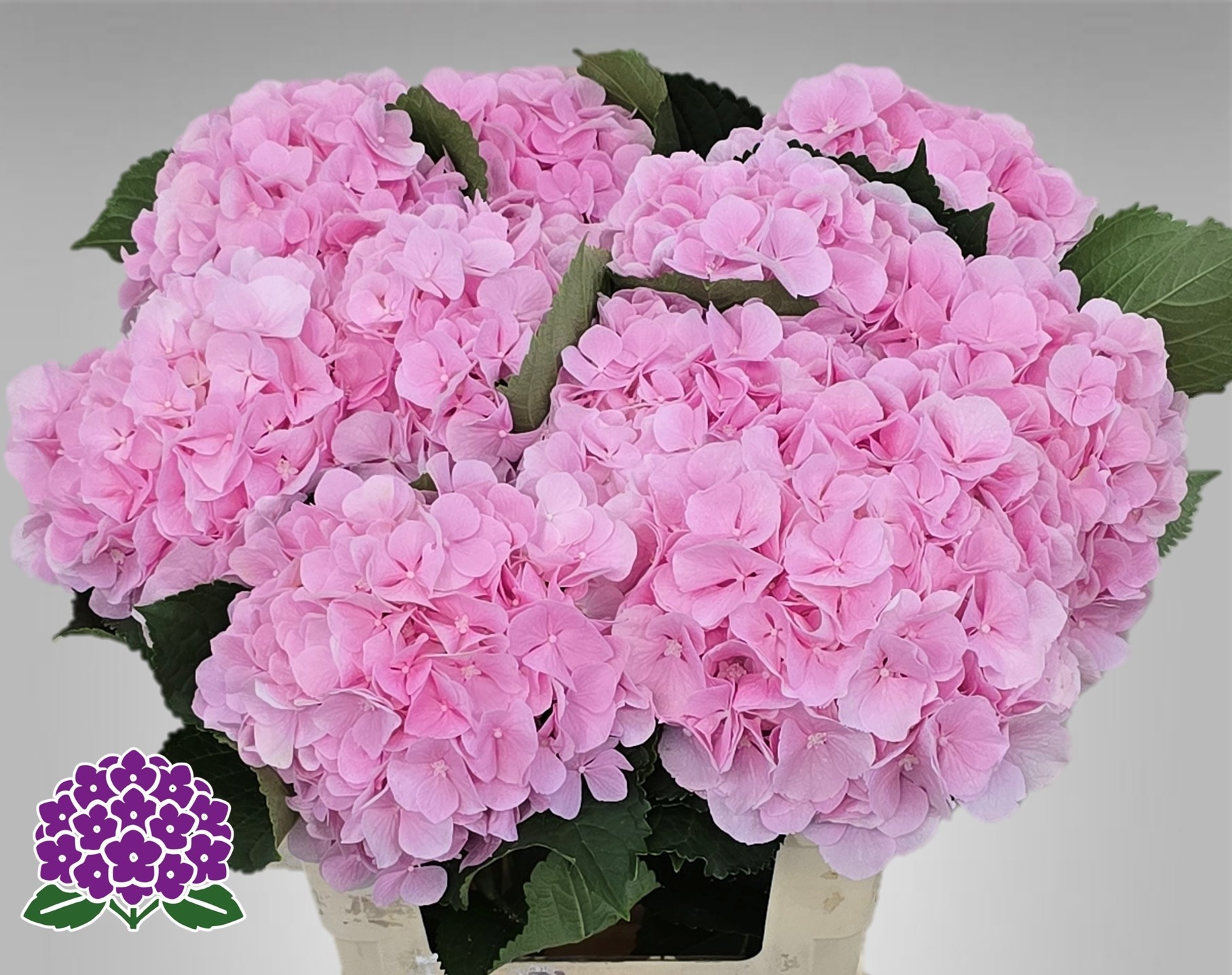 Hydrangea Verena Pink 60cm 18Ø