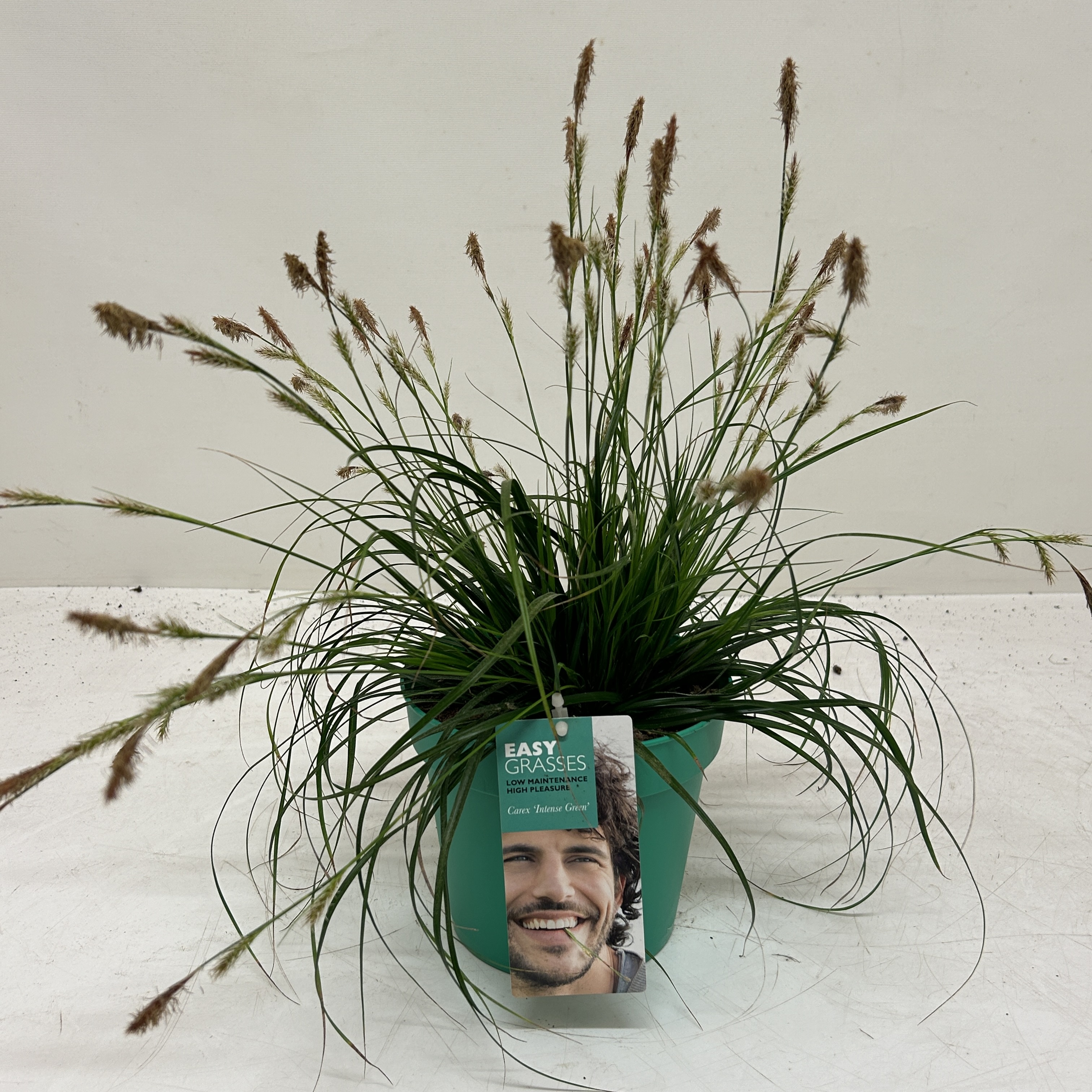 Picture of Carex oshimensis Intense Green GROEN