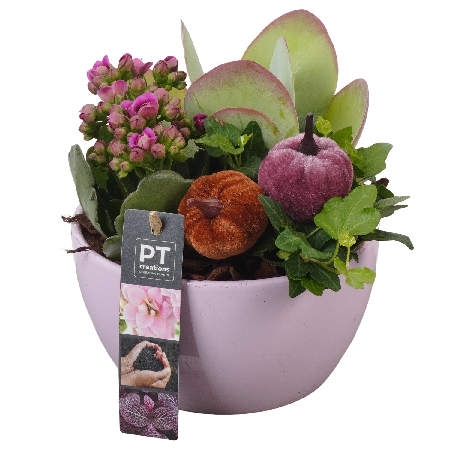 Picture of PTAO5806 Arrangement Autumn Indoor in ceramic bowl P15 21CM