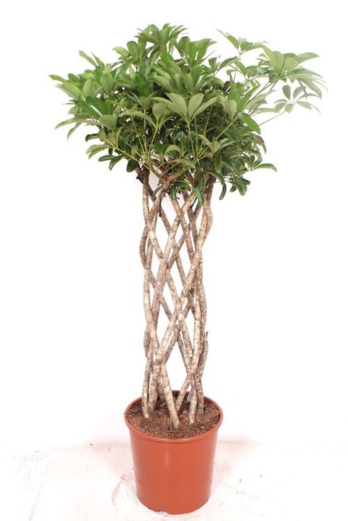Schefflera Compacta p30 fachjan