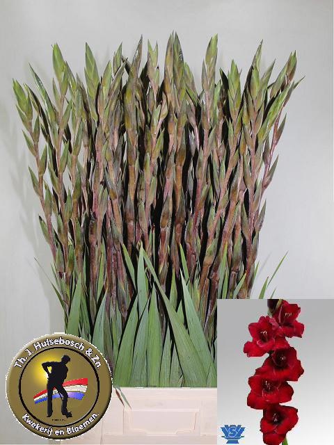Gladiolus Fat Boy 100cm 160gram