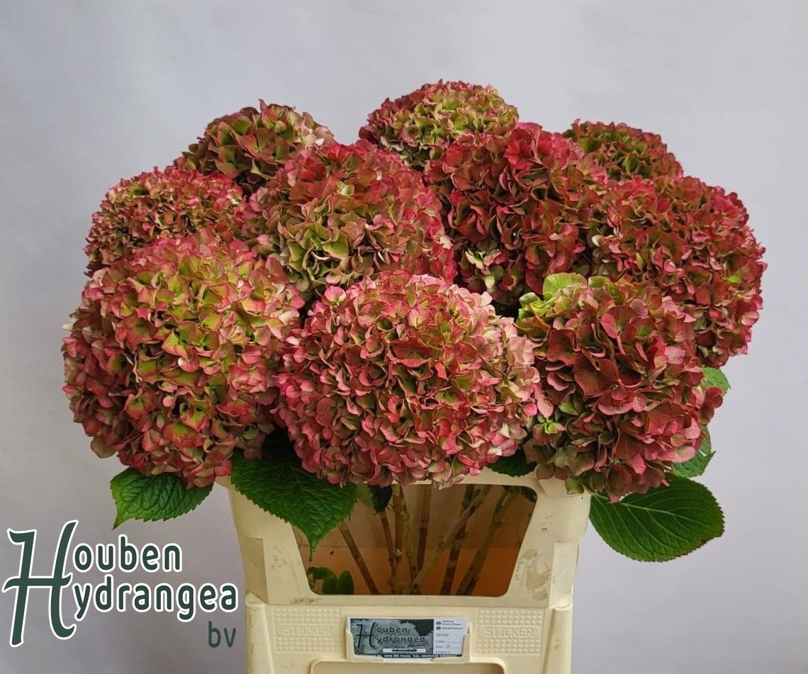 Hydrangea Glowing Alps Classic 80cm 21Ø