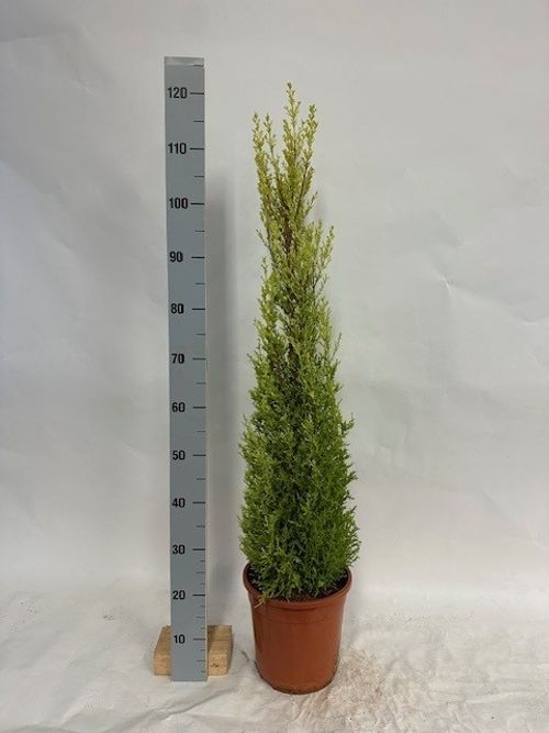 Cupressus Goldcrest Wilma p24 Aris