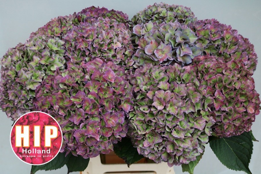 Hydrangea Rodeo Classic Pink 60cm 20Ø