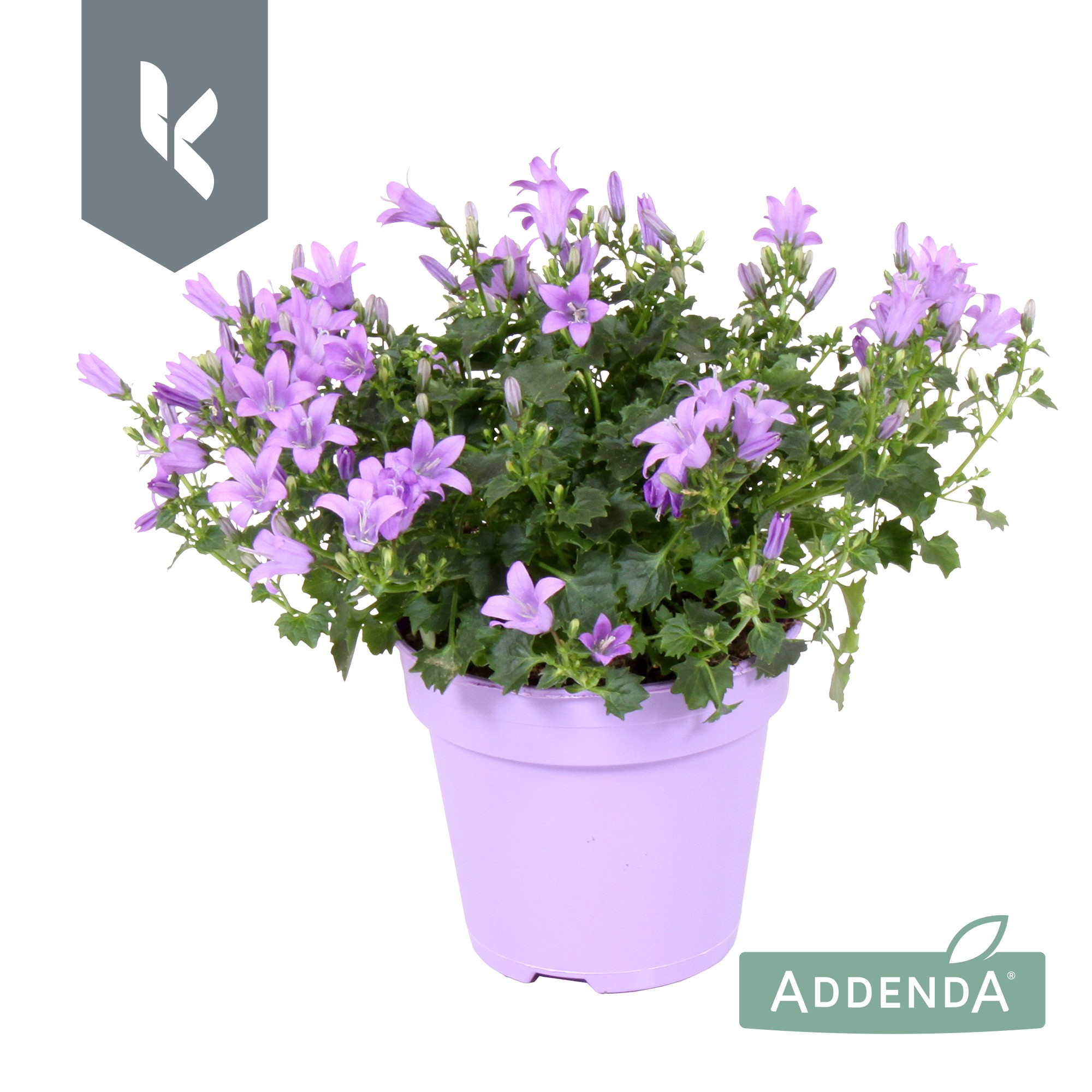 Picture of Campanula Ambella Lavender P10.5 TON-SUR-TON