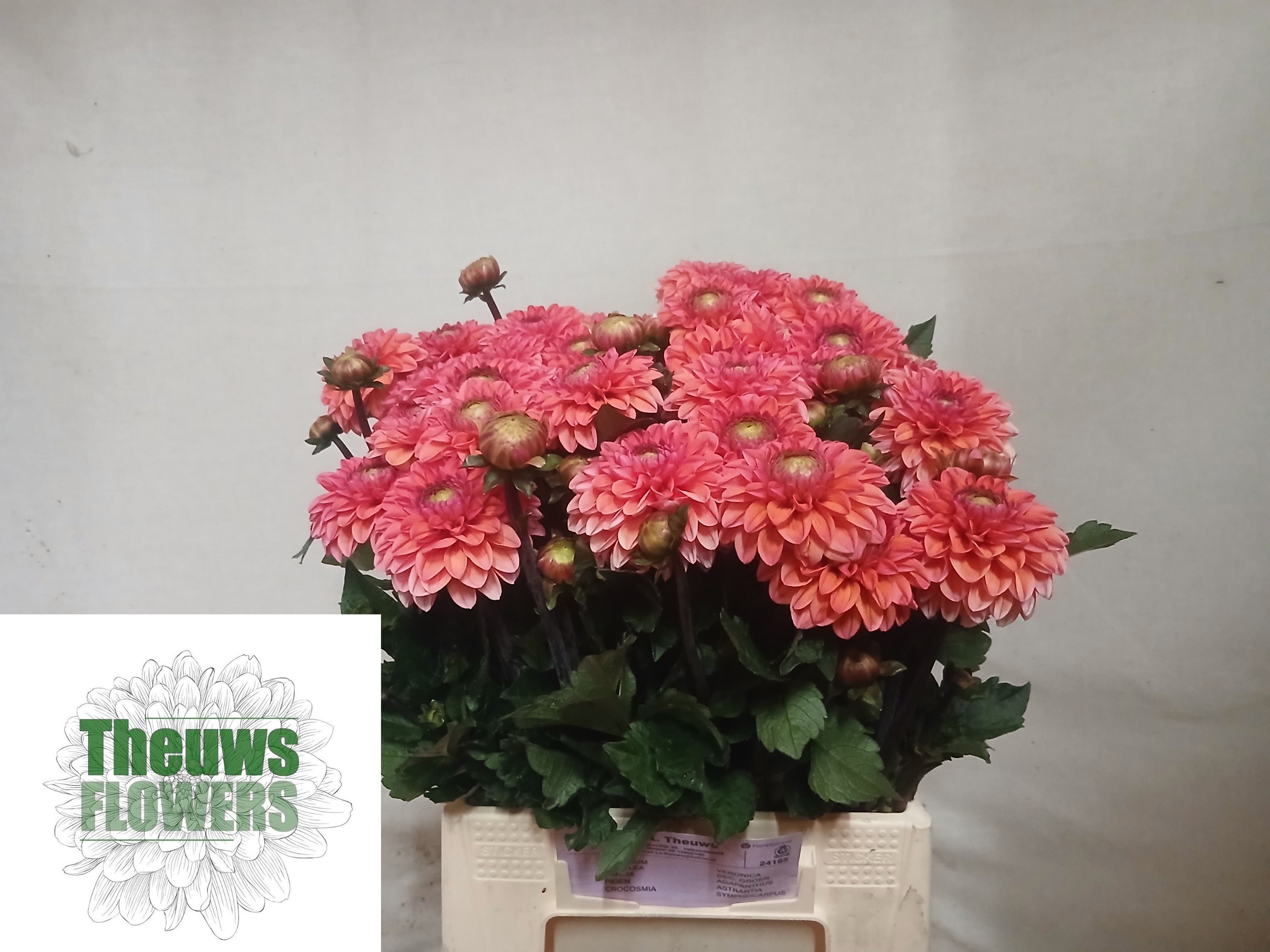 Dahlia 50cm