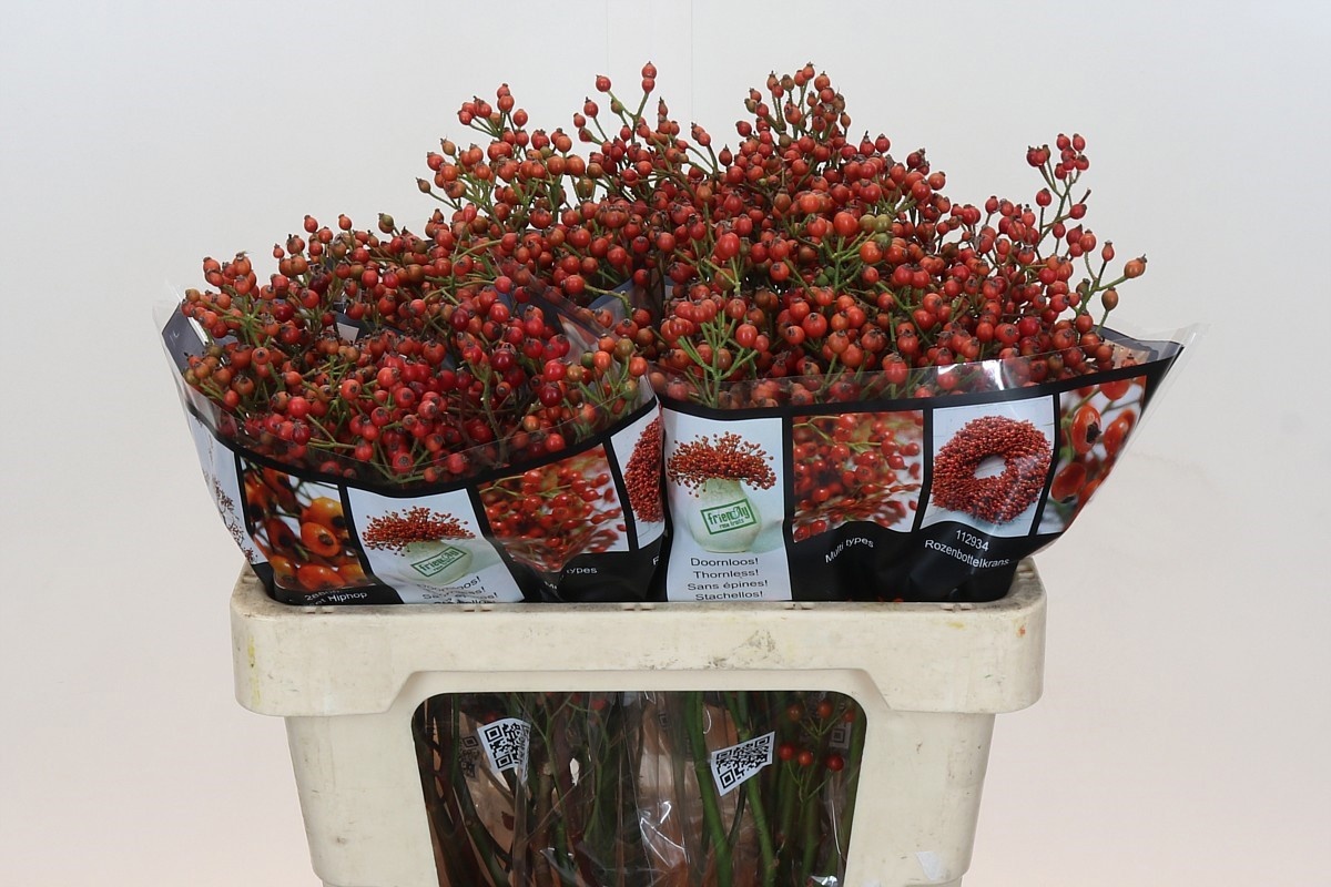 Rosa Aut Rosefruits 50cm