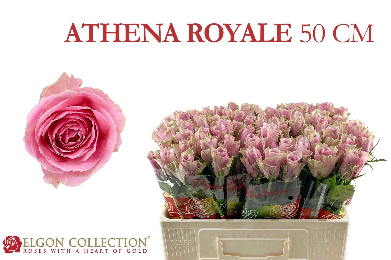 R Gr Athena Royale