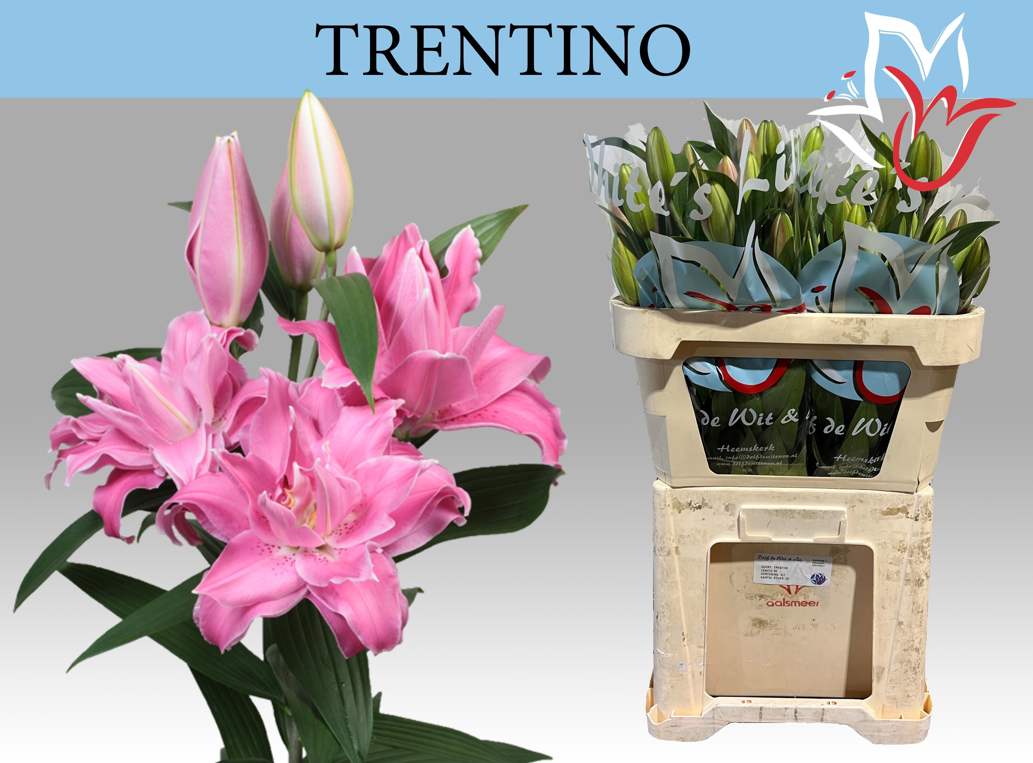 Li Or Trentino 80cm 5/7bl