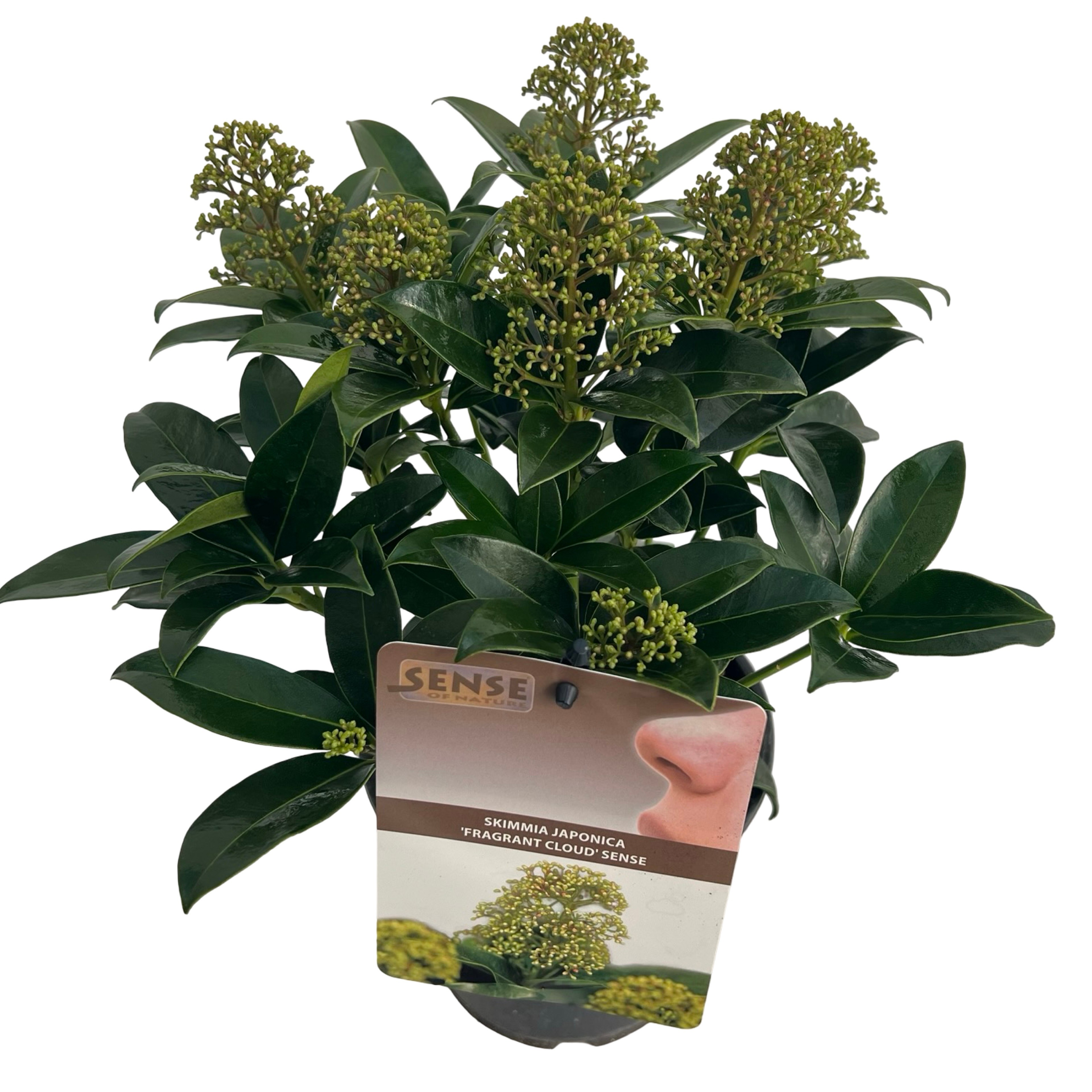 Skimmia jap. 'Fragans Cloud' sense