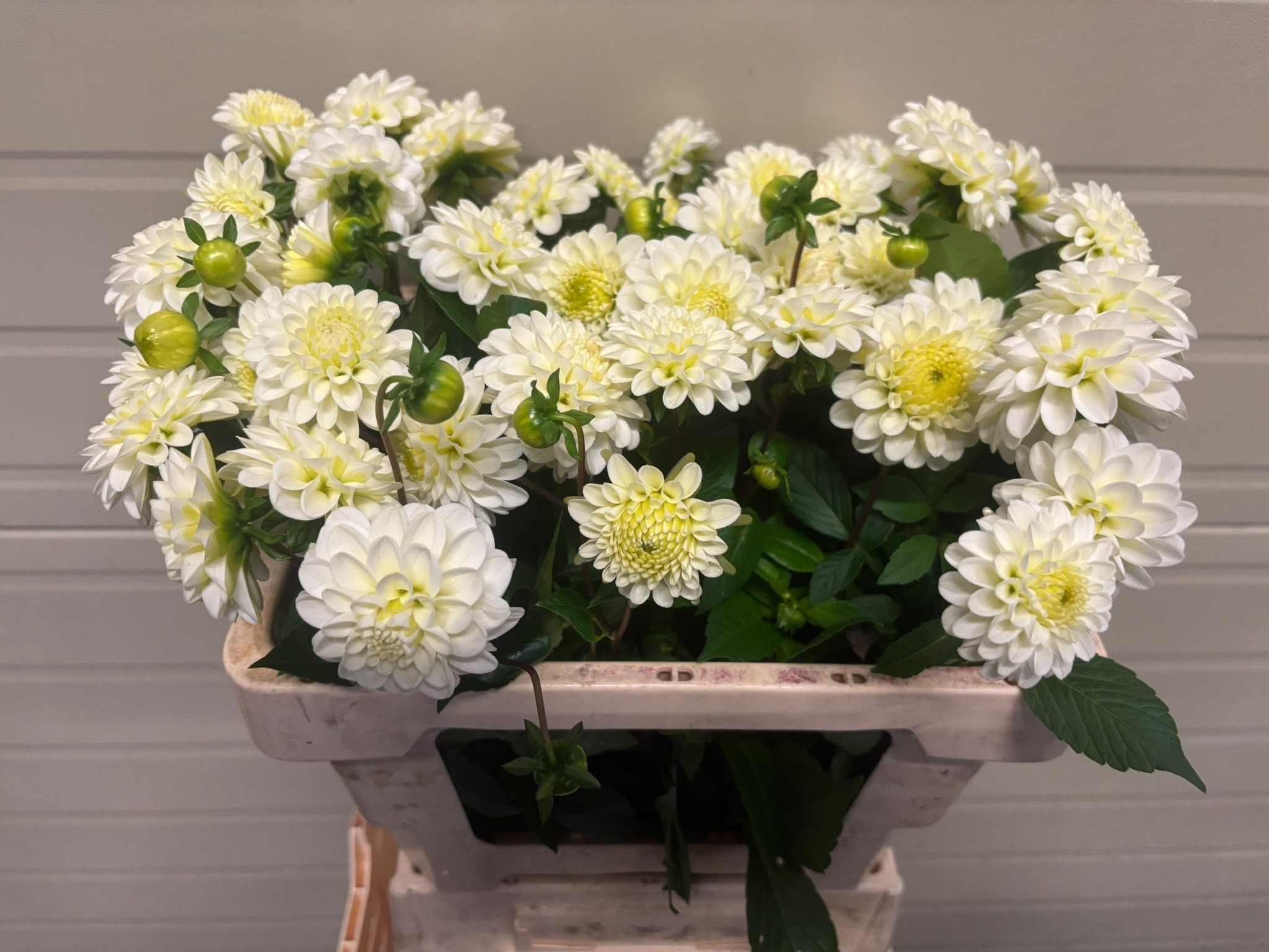 Dahl White Isa 50cm