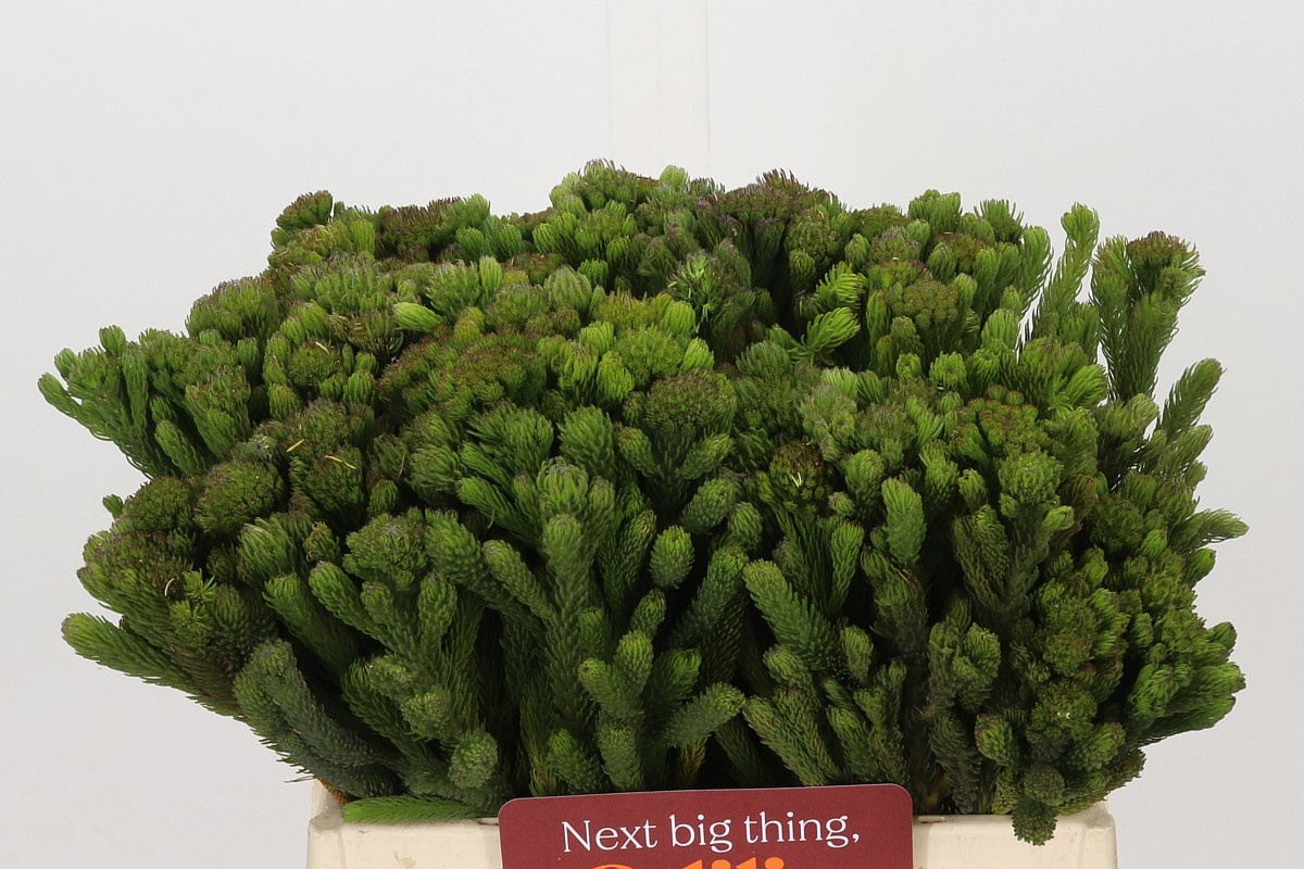 Brunia Albiflora Bunch 40cm