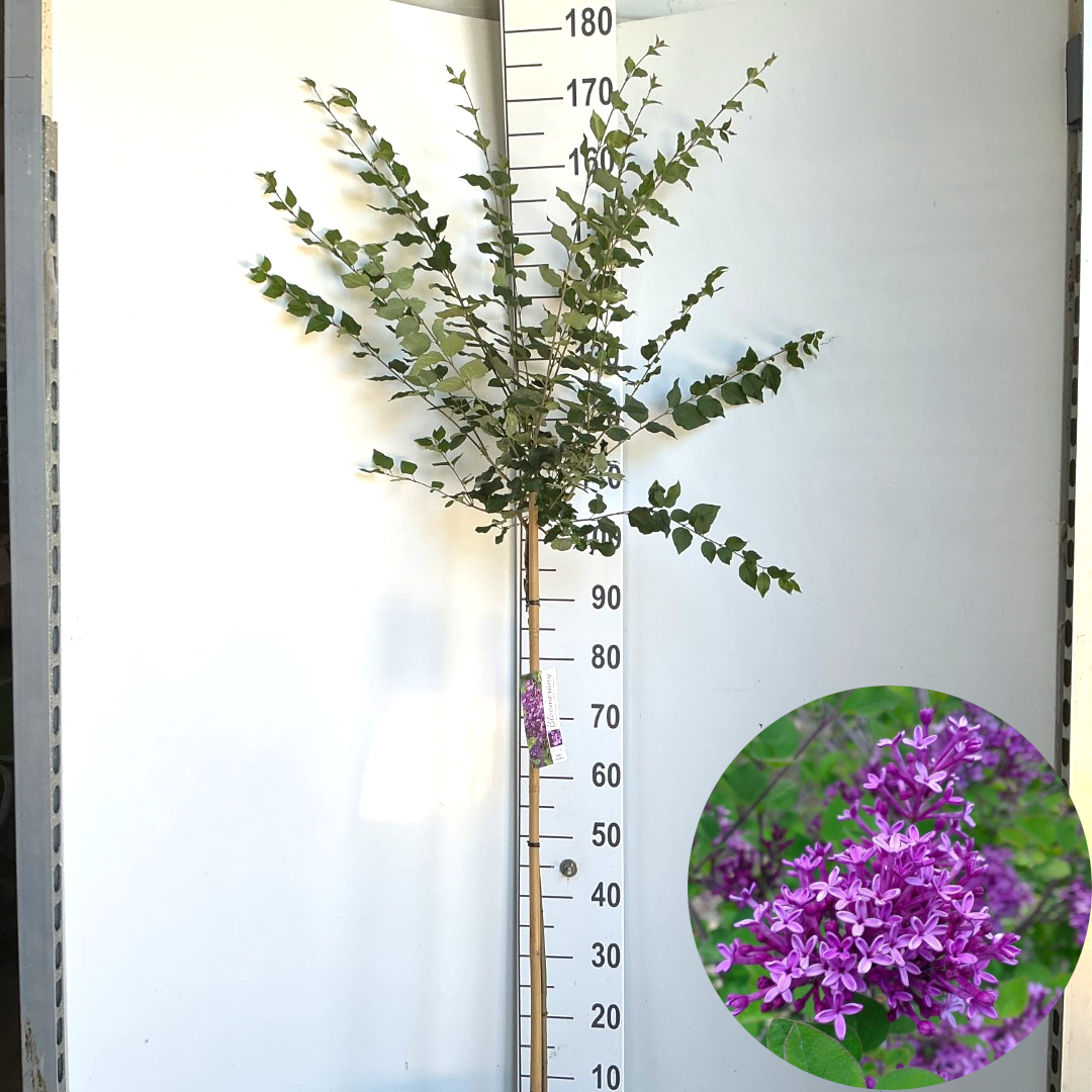 Syringa Bloomerang® Dark Purple ('SMSJBP7') stam