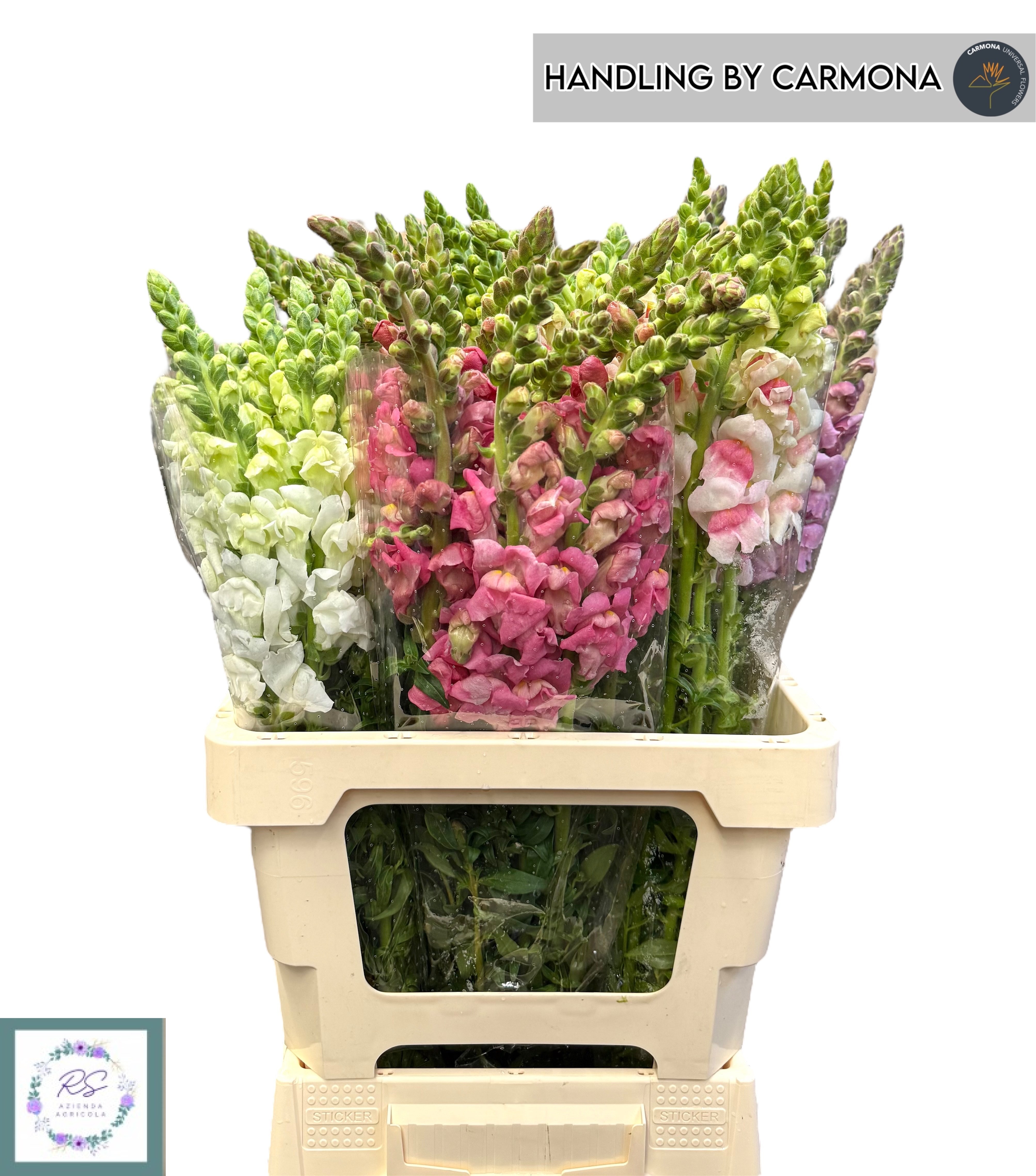 Antirrhinum 60cm