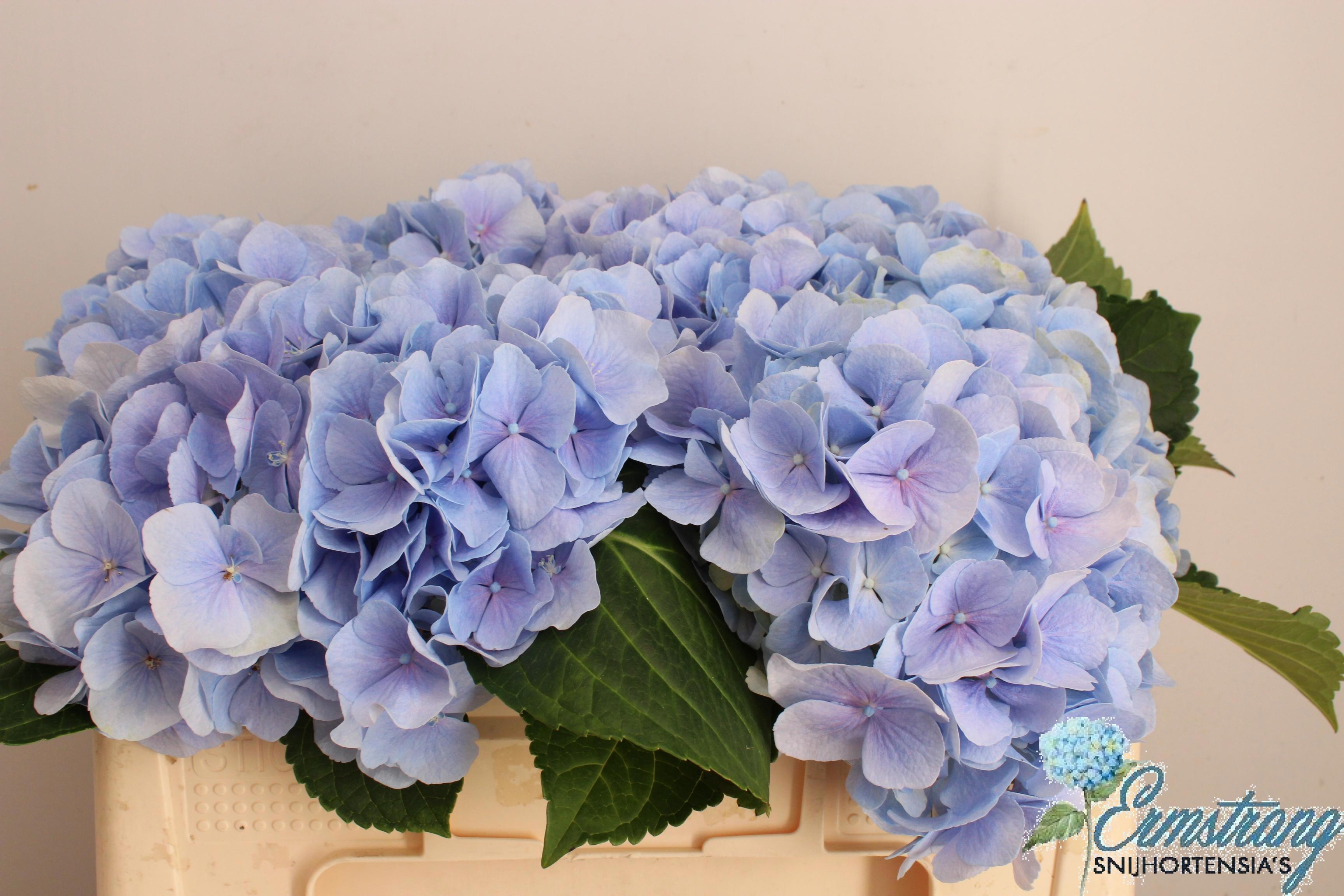 Hydrangea Verena Blue 50cm 16Ø