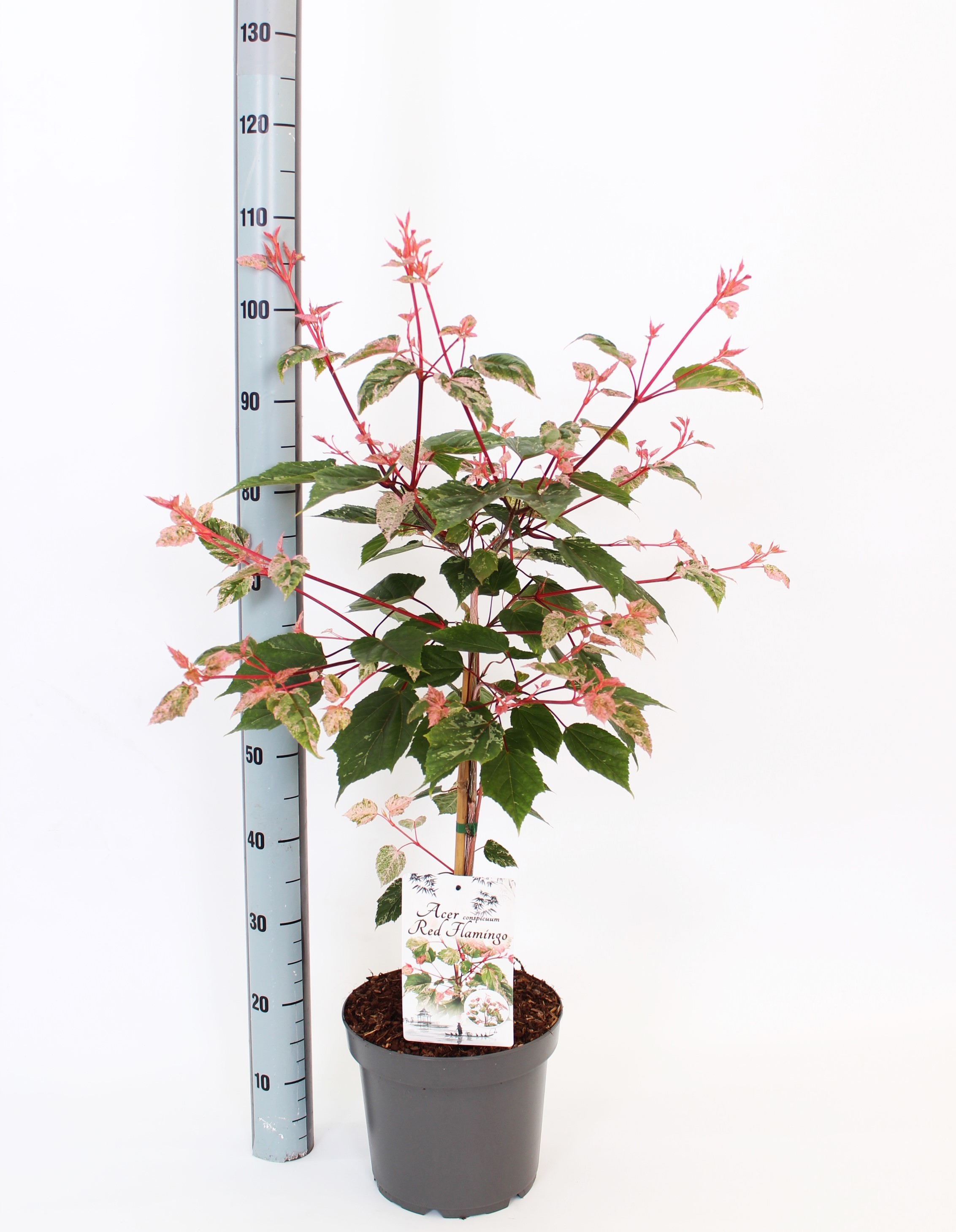 Acer conspicum red flamingo