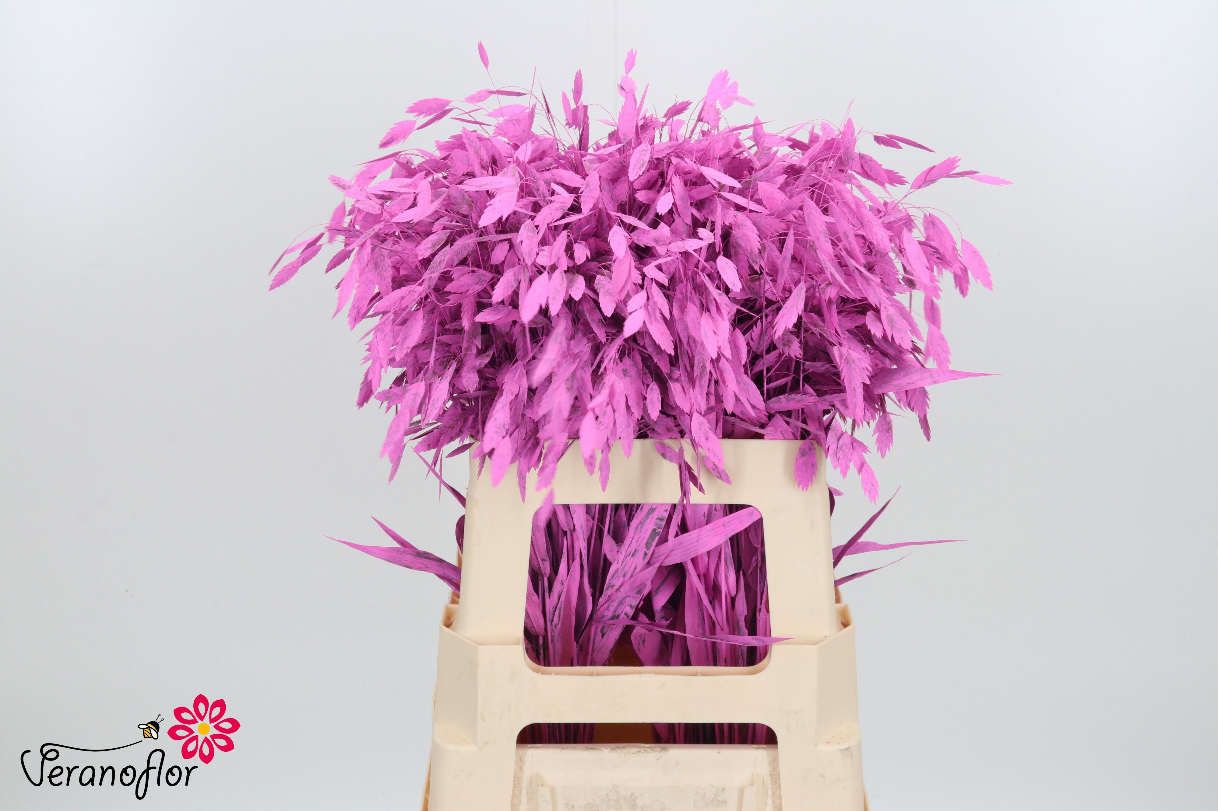 Ornamental Grass Painted (PANICUM)