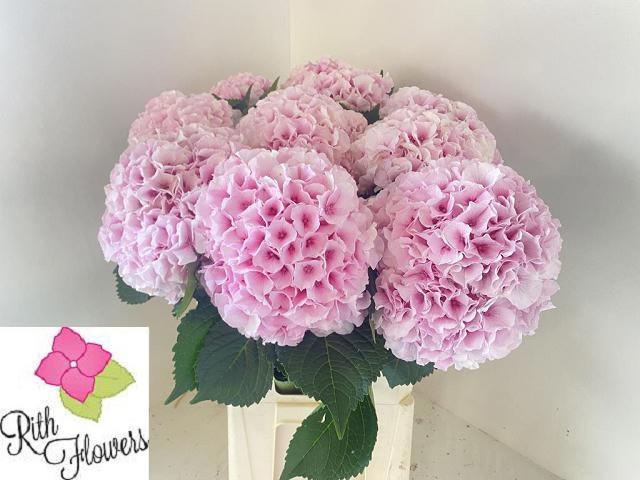 Hydrangea Royal Grandeu 80cm 22Ø